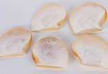 Cinco conchas de madrepérola. - Cinco conchas de madrepérola.