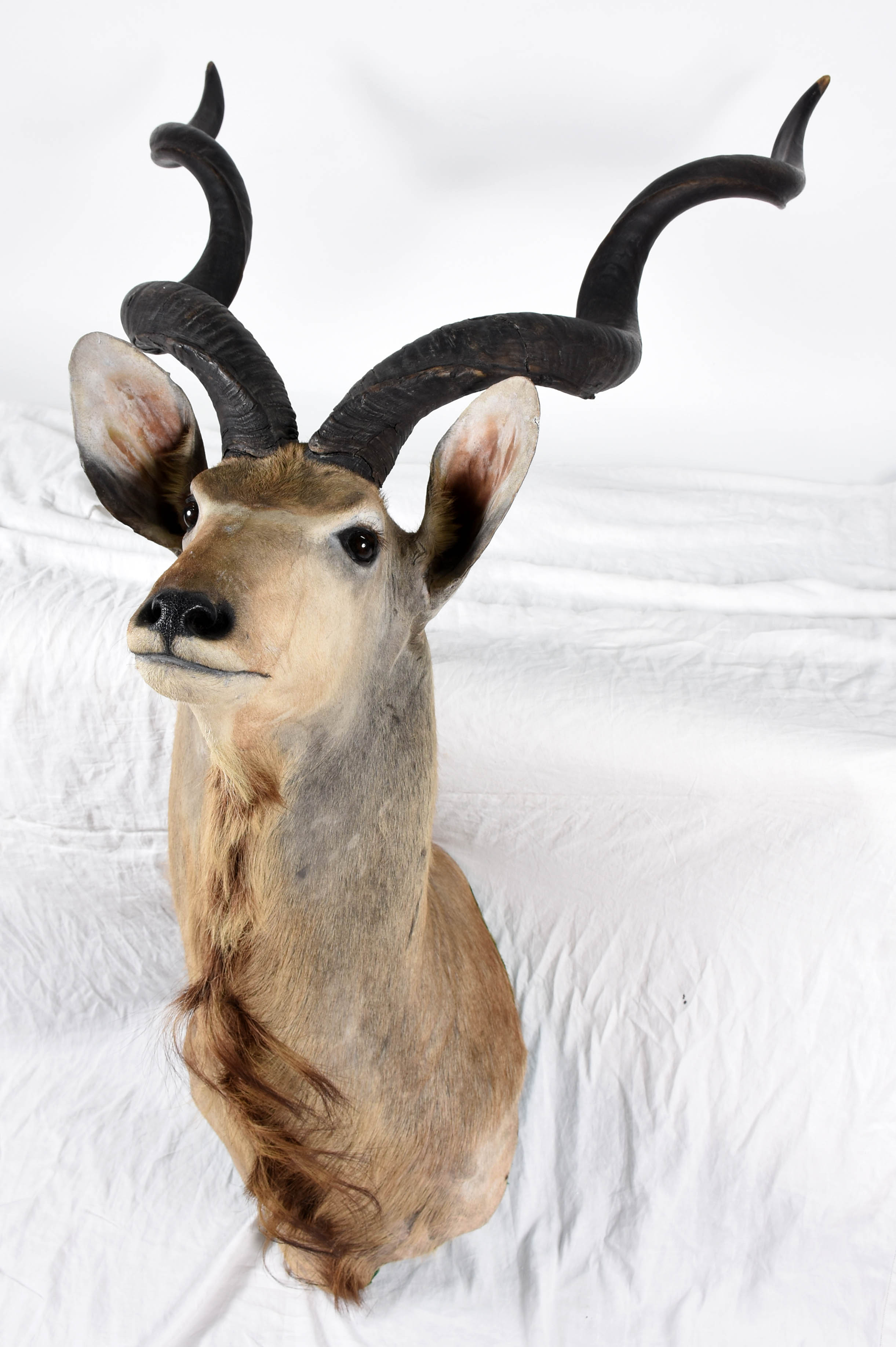 Cabeça de Kudu Africano, medida do chifre 98 cm. - foto 1 de 5