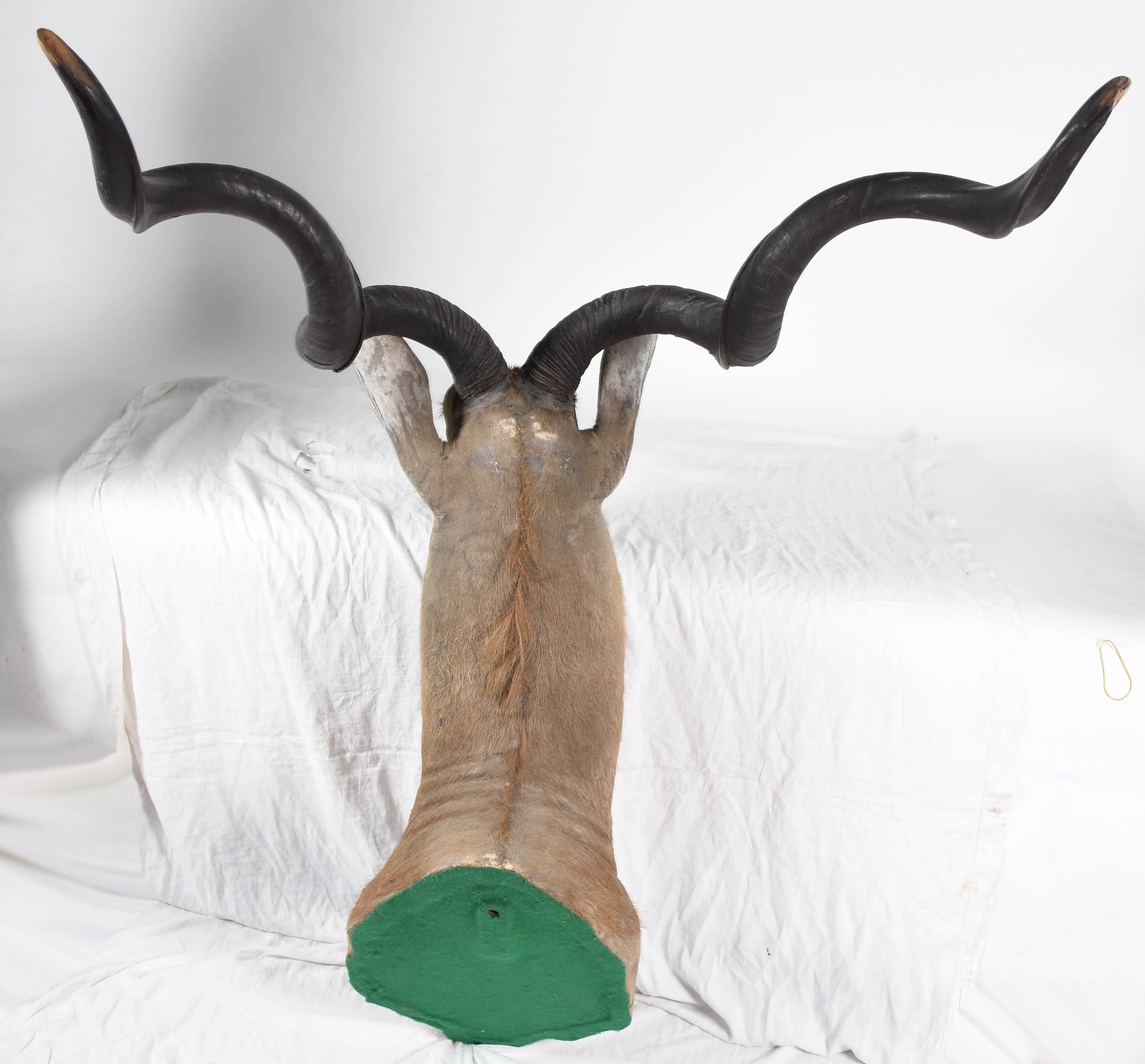 Cabeça de Kudu Africano, medida do chifre 98 cm. - foto 3 de 5