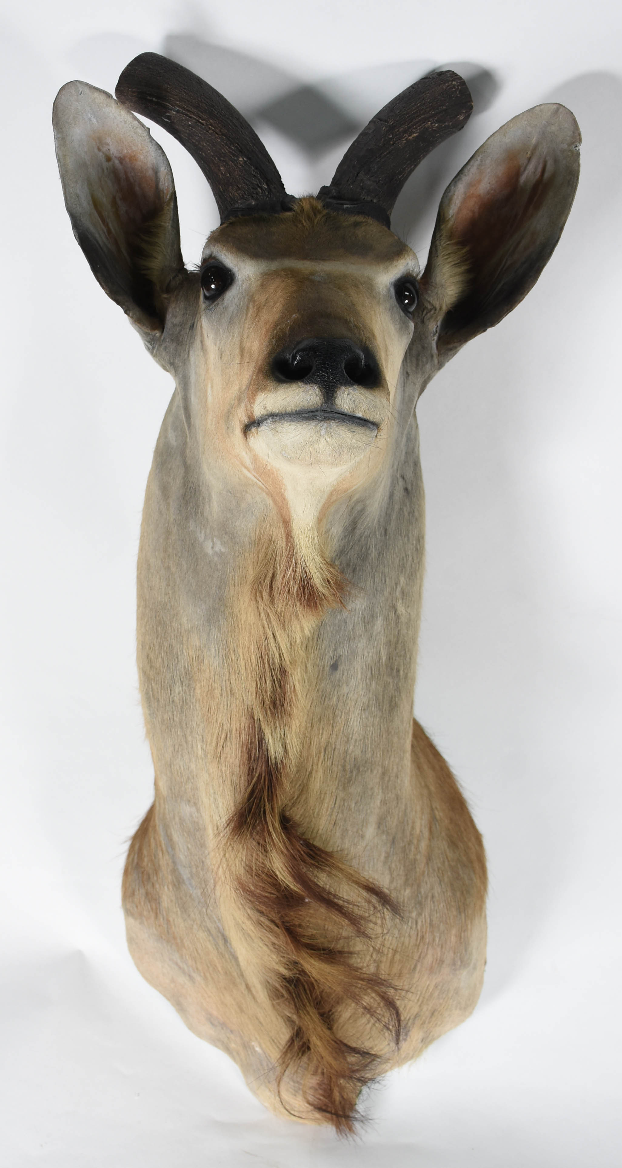 Cabeça de Kudu Africano, medida do chifre 98 cm. - foto 4 de 5