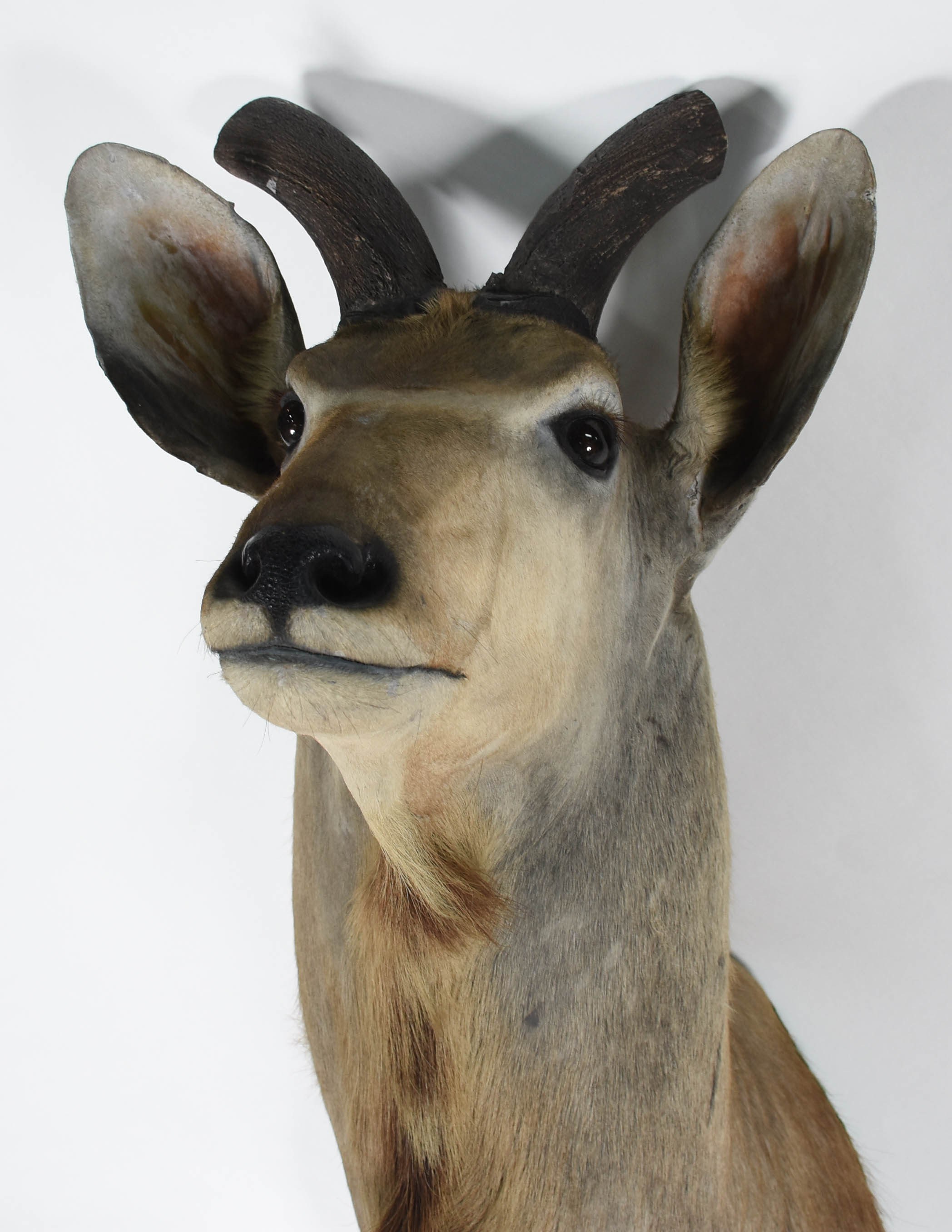 Cabeça de Kudu Africano, medida do chifre 98 cm. - foto 5 de 5