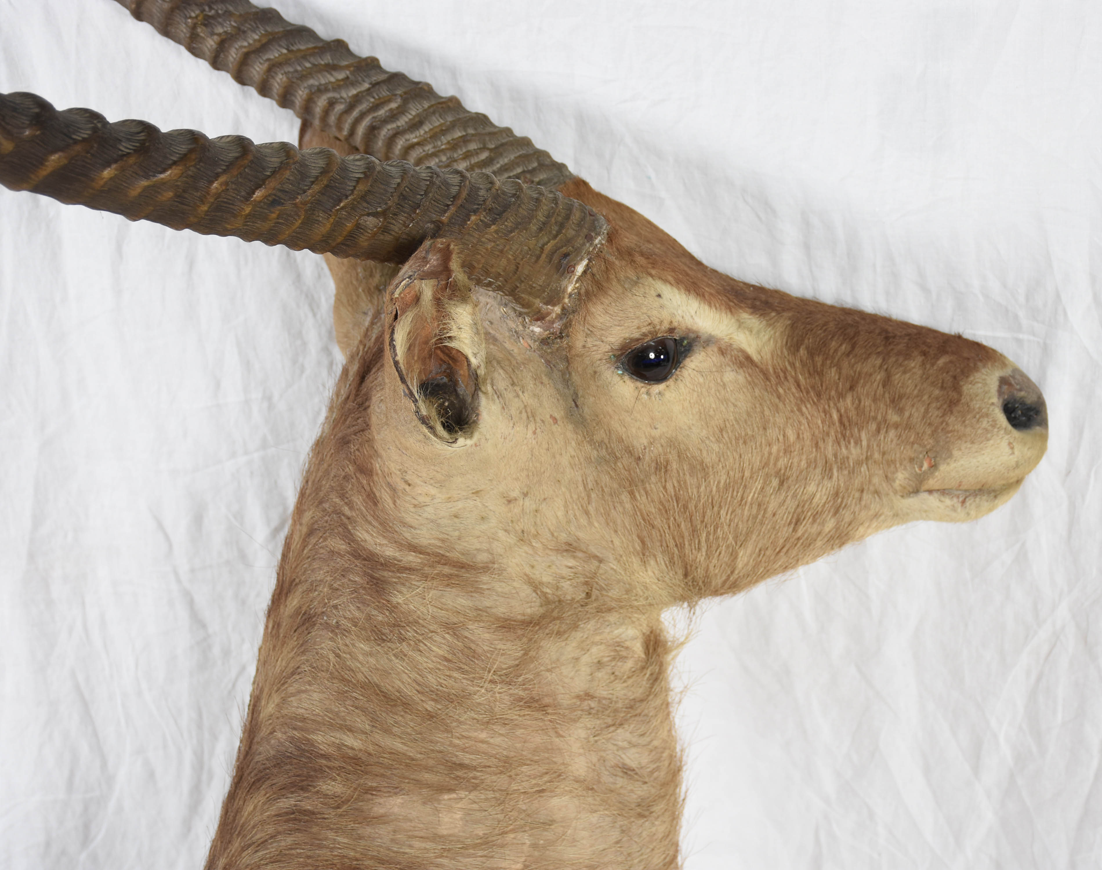 Cabeça de Antílope, medida do chifre 66 cm (um dos chifres está mole... - foto 6 de 7