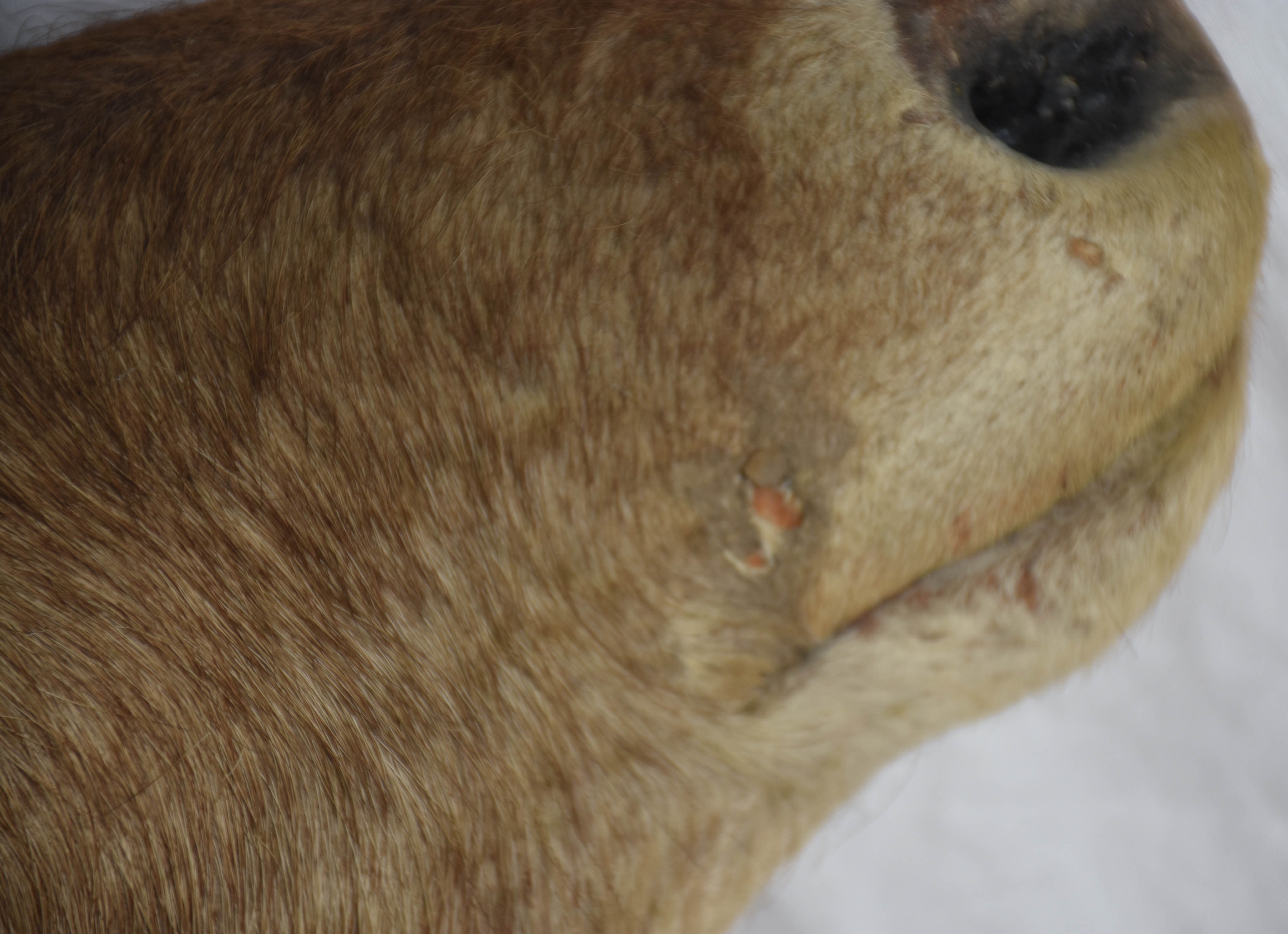 Cabeça de Antílope, medida do chifre 66 cm (um dos chifres está mole... - foto 7 de 7