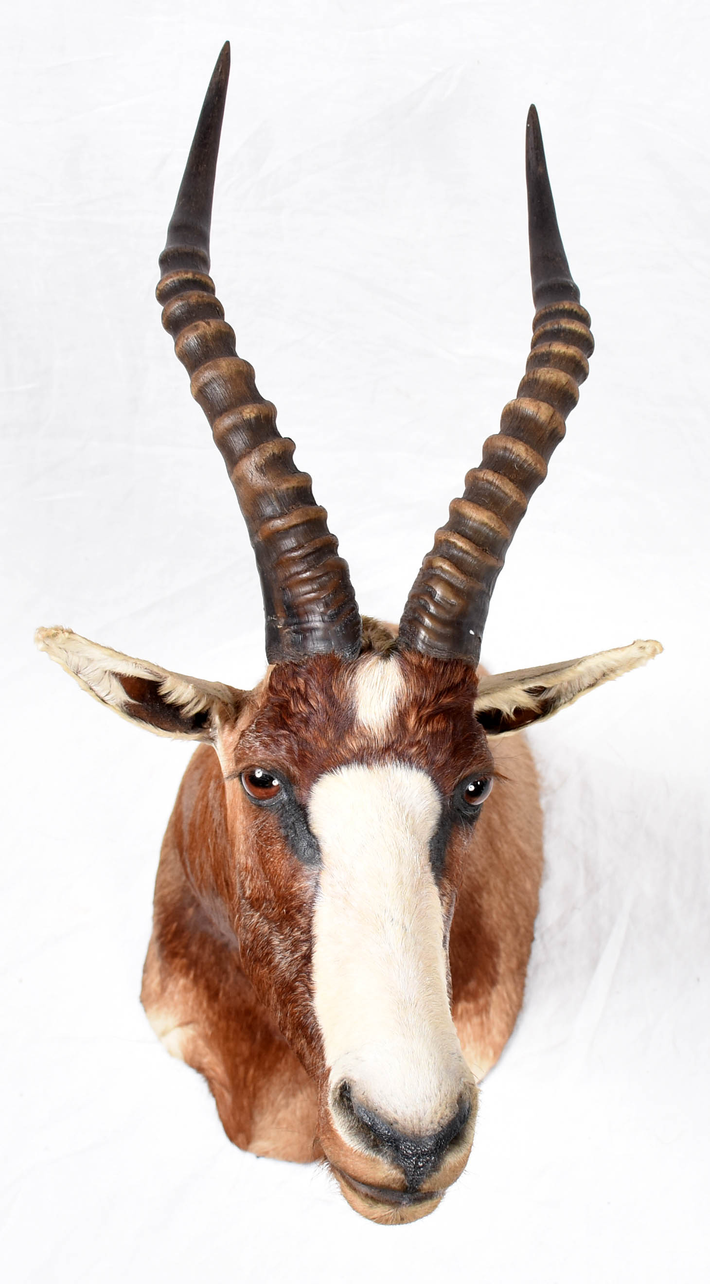 Cabeça de Blesbok (África). - foto 1 de 4