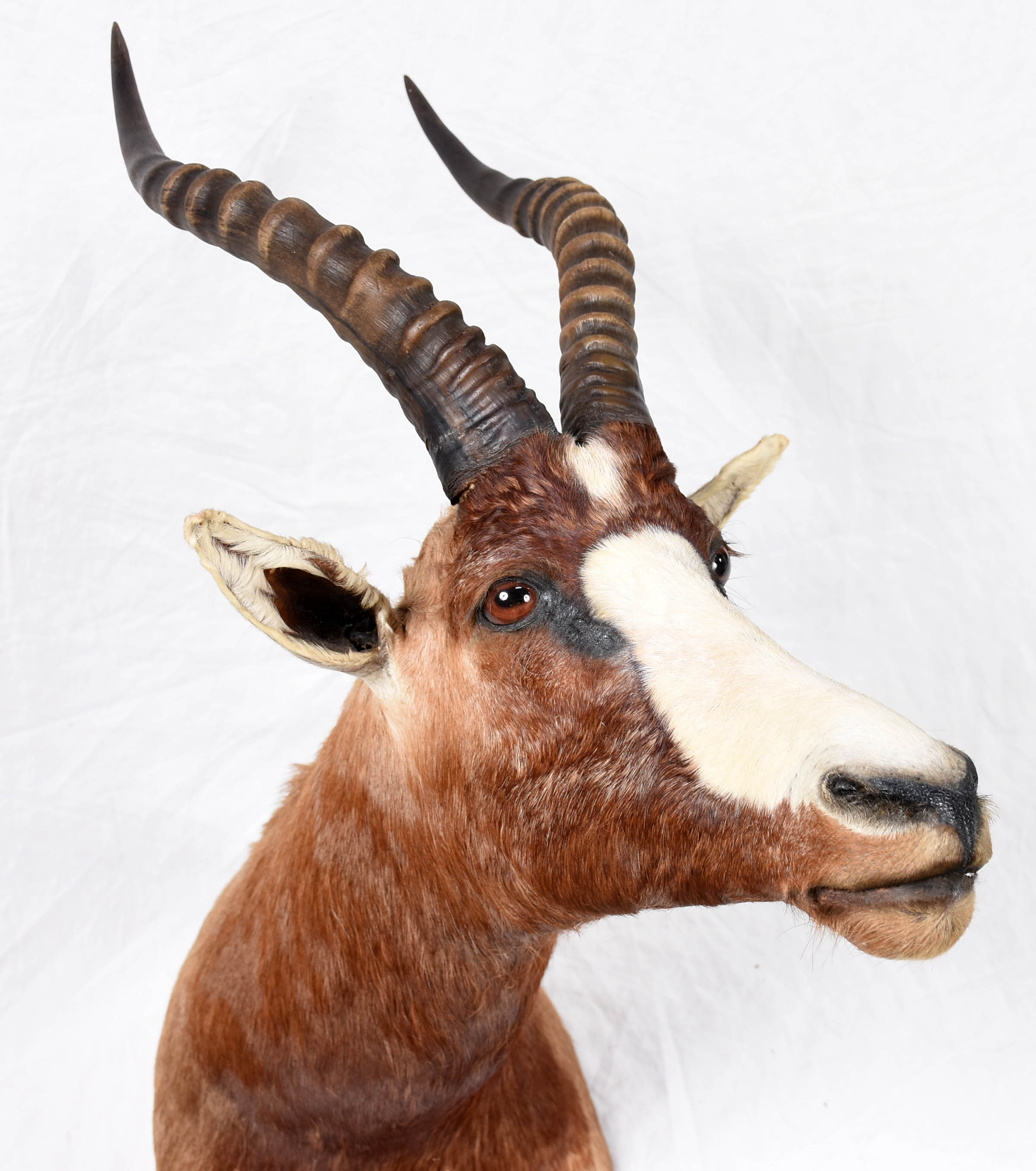 Cabeça de Blesbok (África). - foto 2 de 4