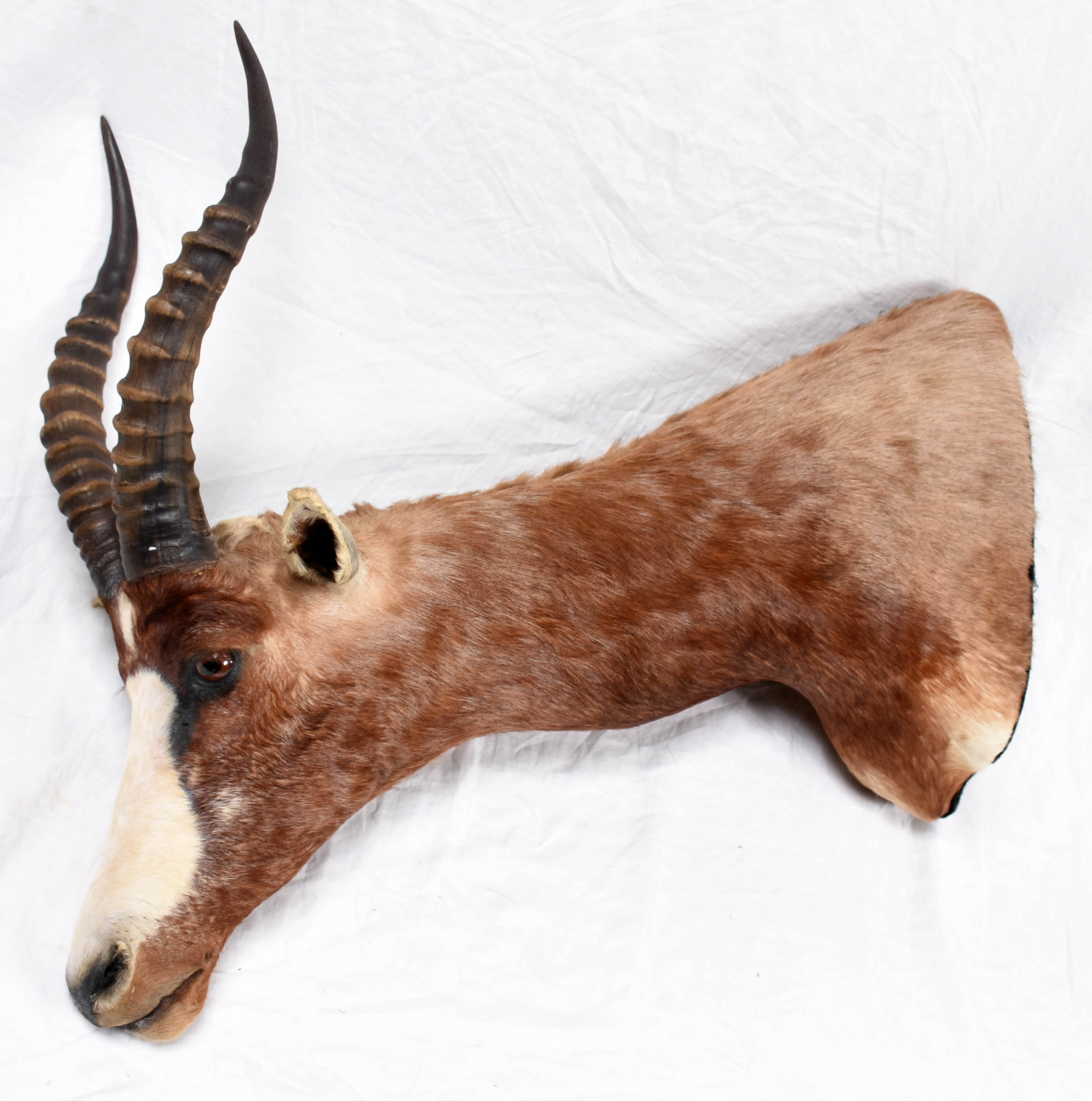 Cabeça de Blesbok (África). - foto 3 de 4