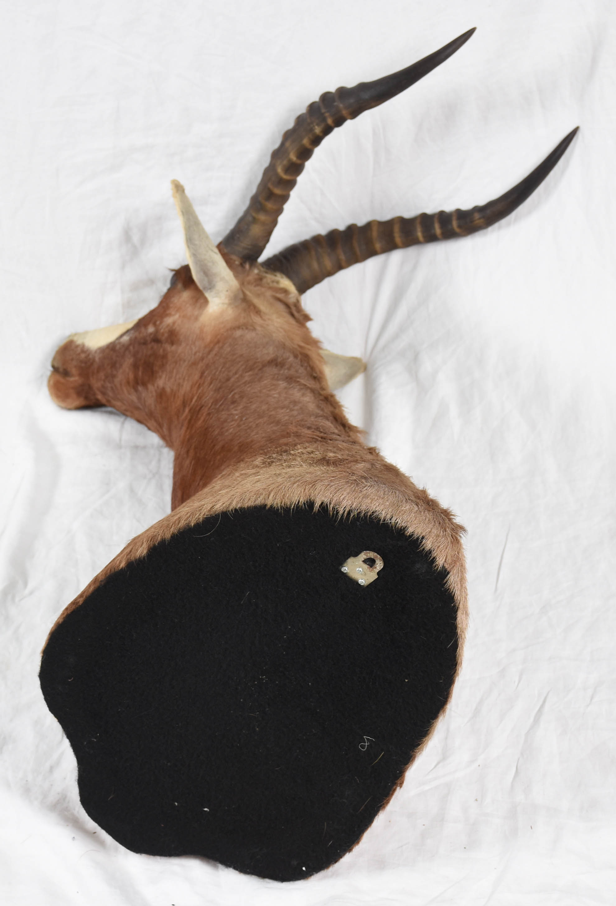 Cabeça de Blesbok (África). - foto 4 de 4