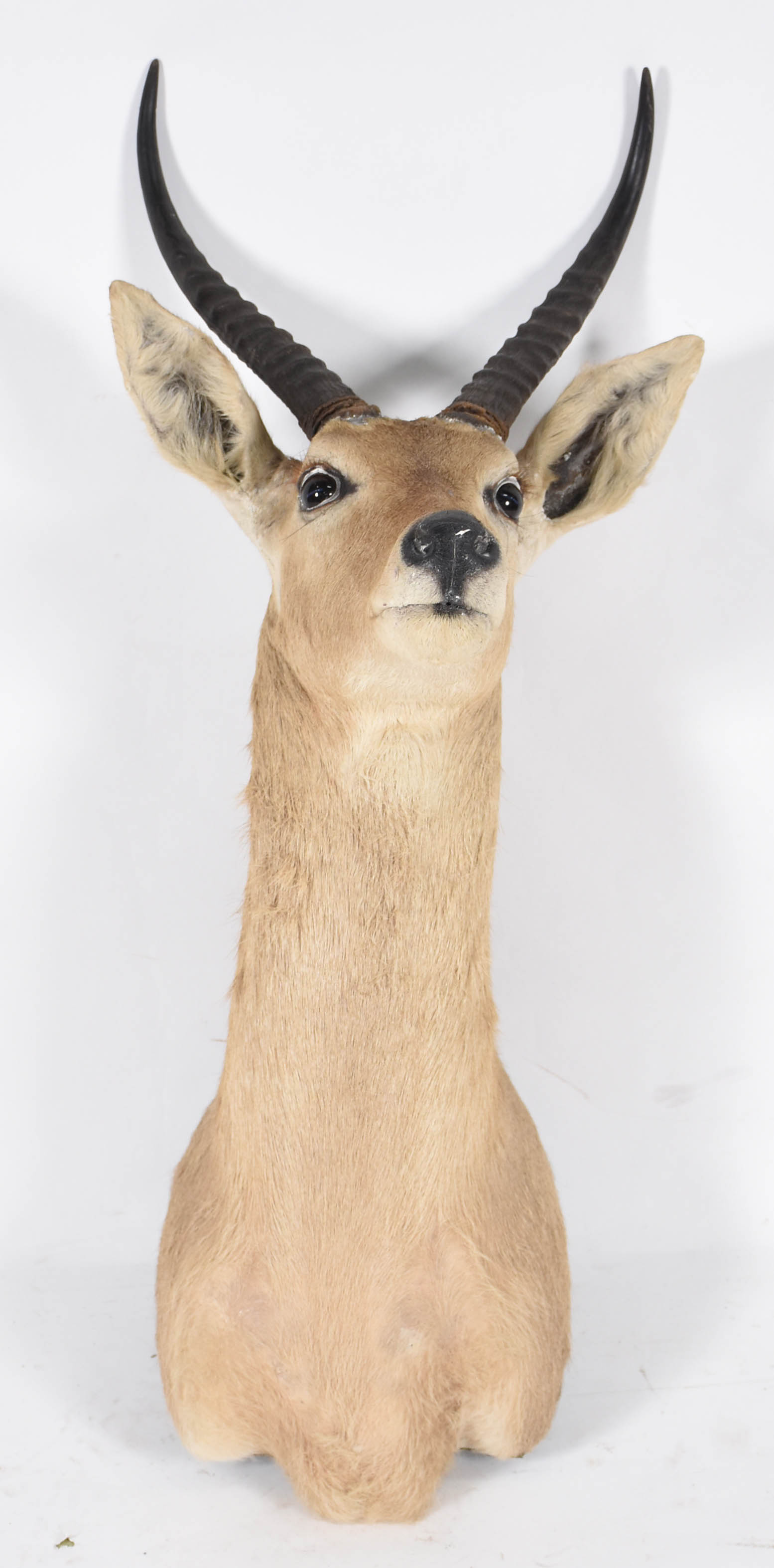 Cabeça Reed Buck (África). - foto 1 de 4