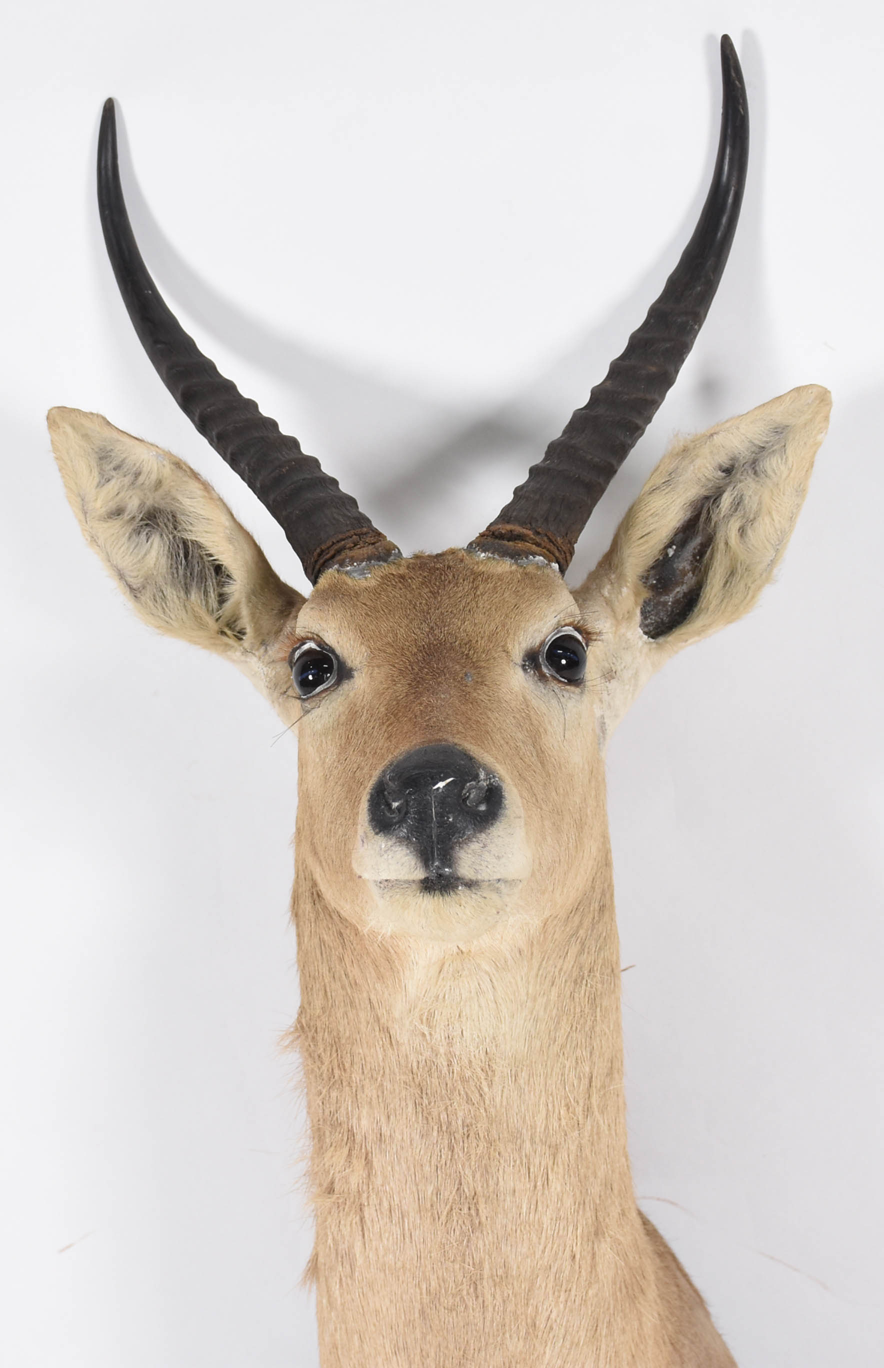 Cabeça Reed Buck (África). - foto 2 de 4
