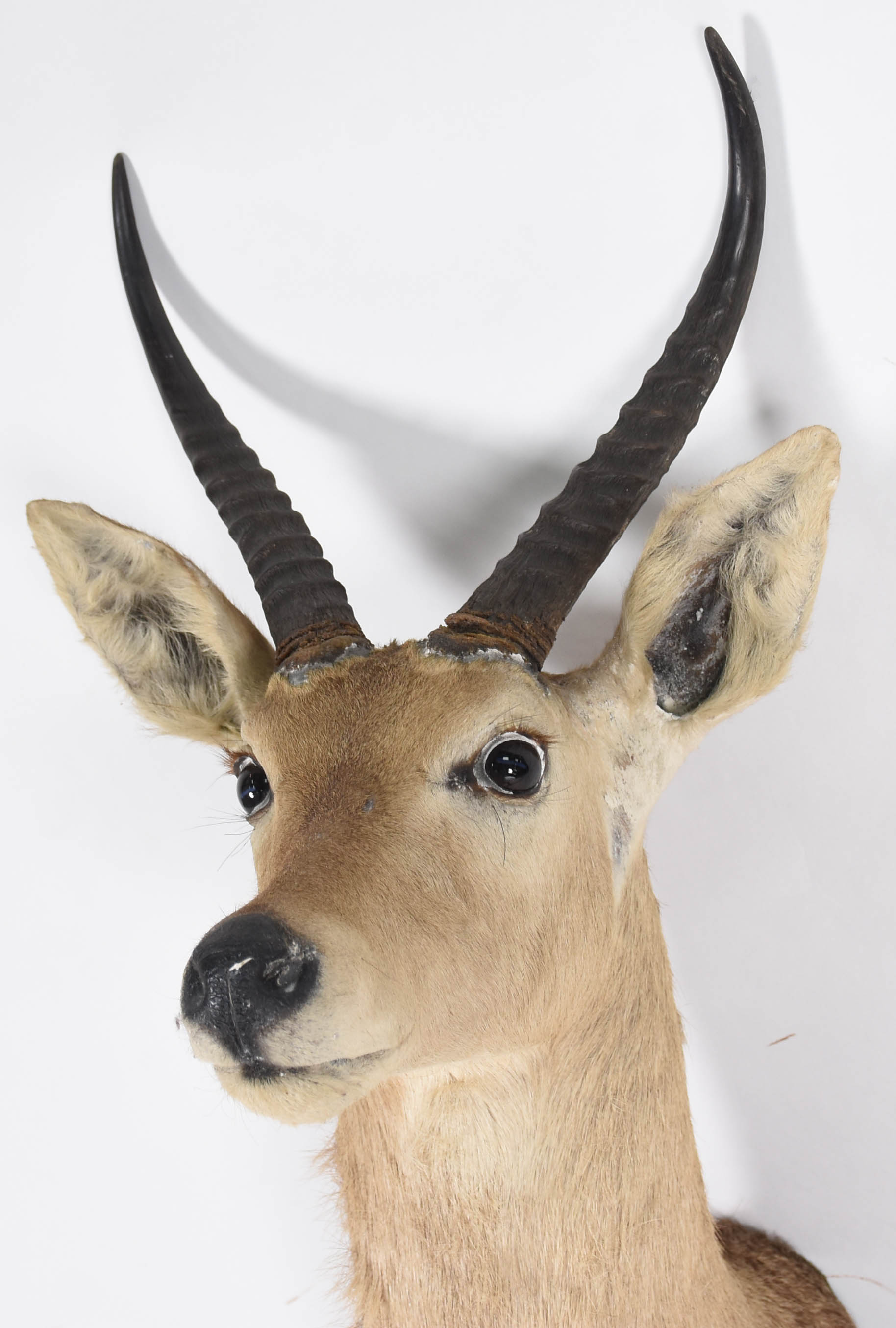 Cabeça Reed Buck (África). - foto 3 de 4