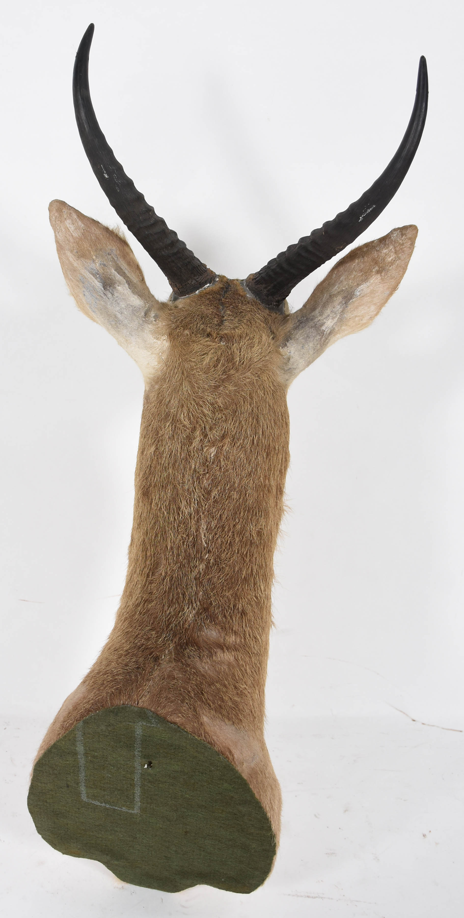 Cabeça Reed Buck (África). - foto 4 de 4