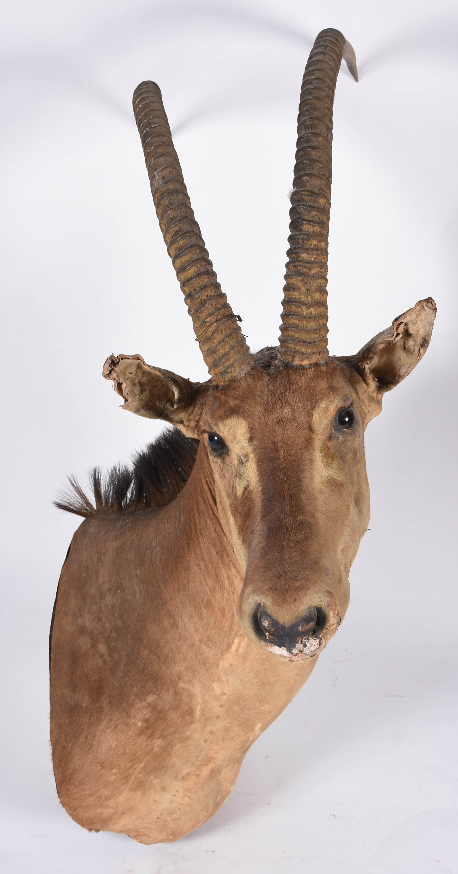 Cabeça de Antílope empalhada, medida do chifre 78 cm (orelha quebrada... - foto 1 de 5
