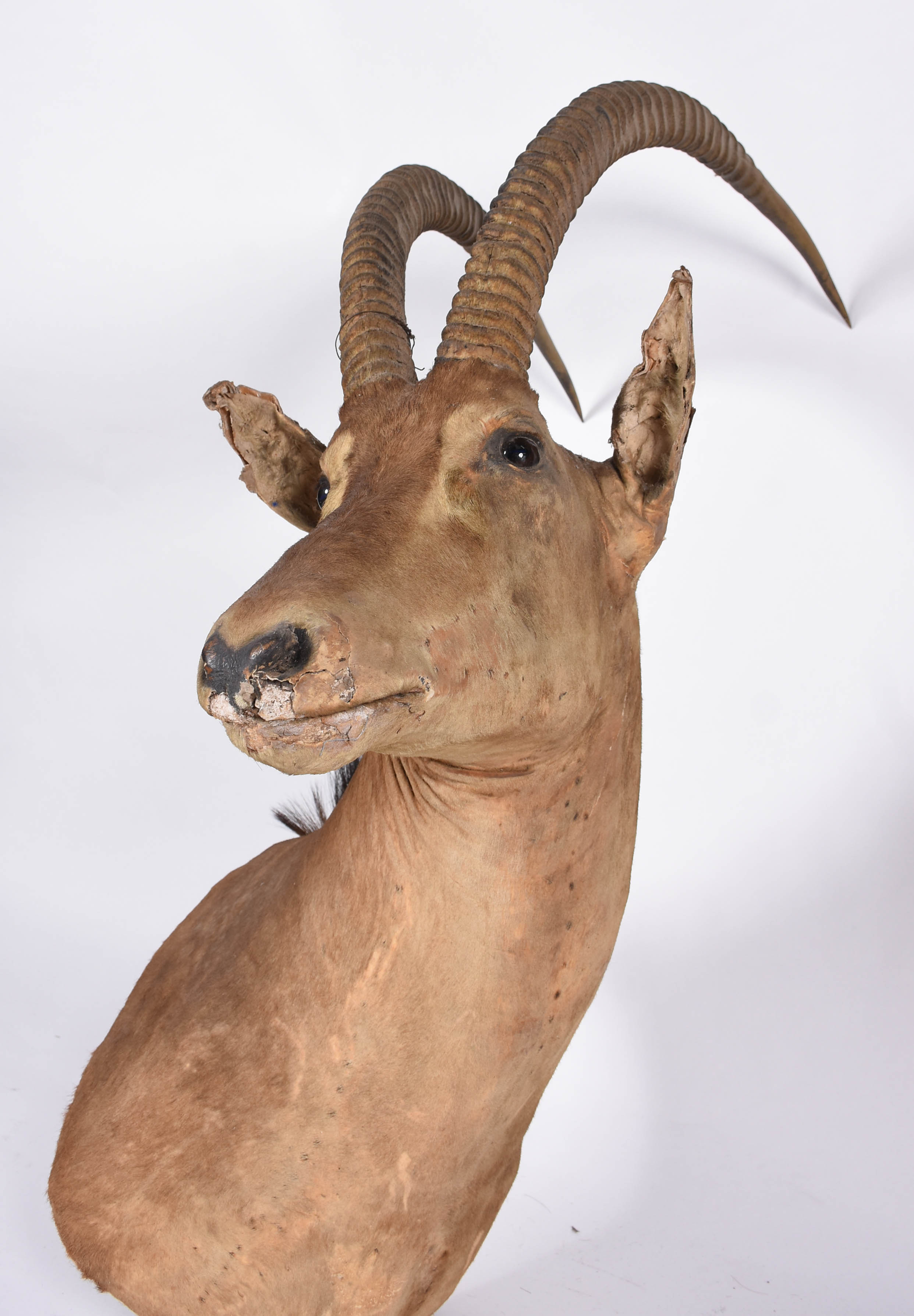 Cabeça de Antílope empalhada, medida do chifre 78 cm (orelha quebrada... - foto 3 de 5