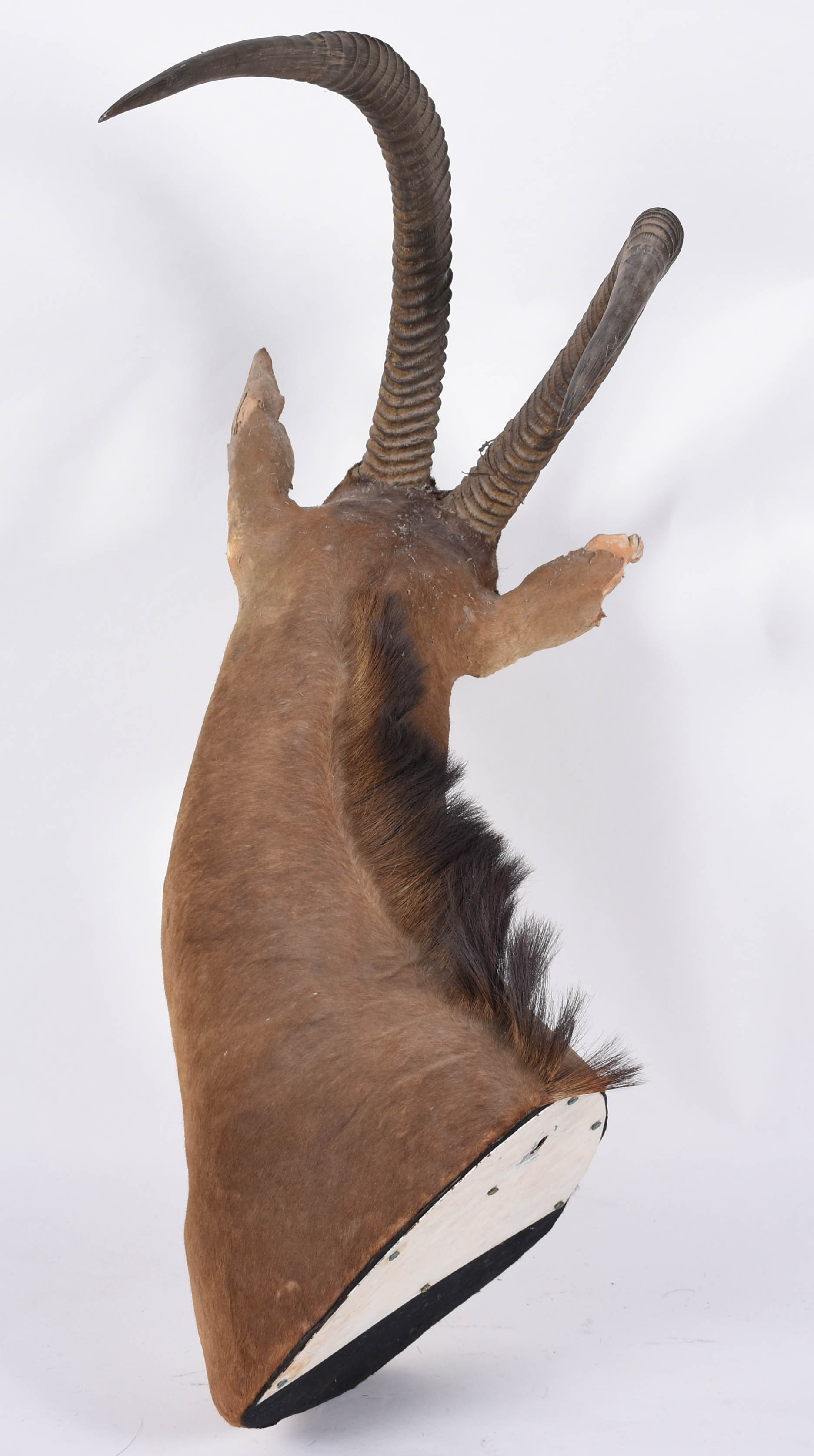 Cabeça de Antílope empalhada, medida do chifre 78 cm (orelha quebrada... - foto 4 de 5