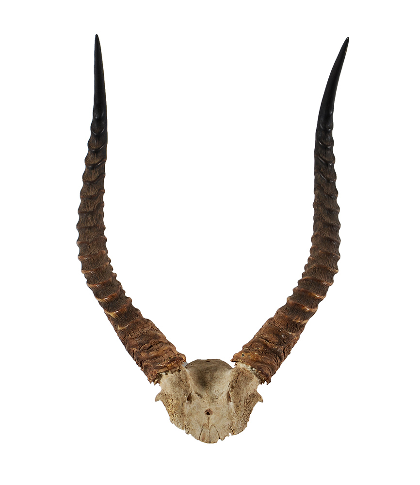 Chifre de antílope africano. Altura 57 cm.