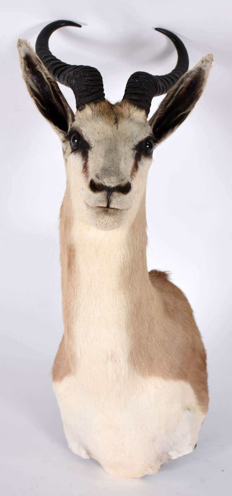 Cabeça de antílope Springbok. - foto 1 de 3