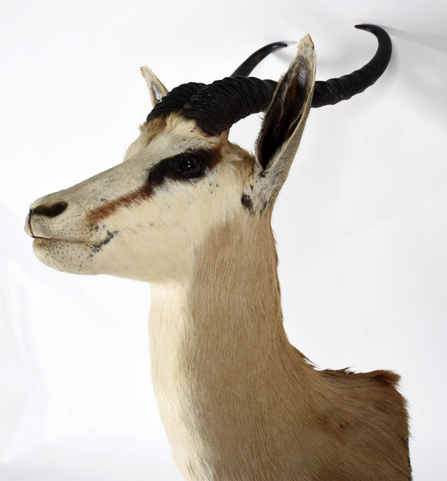 Cabeça de antílope Springbok. - foto 2 de 3