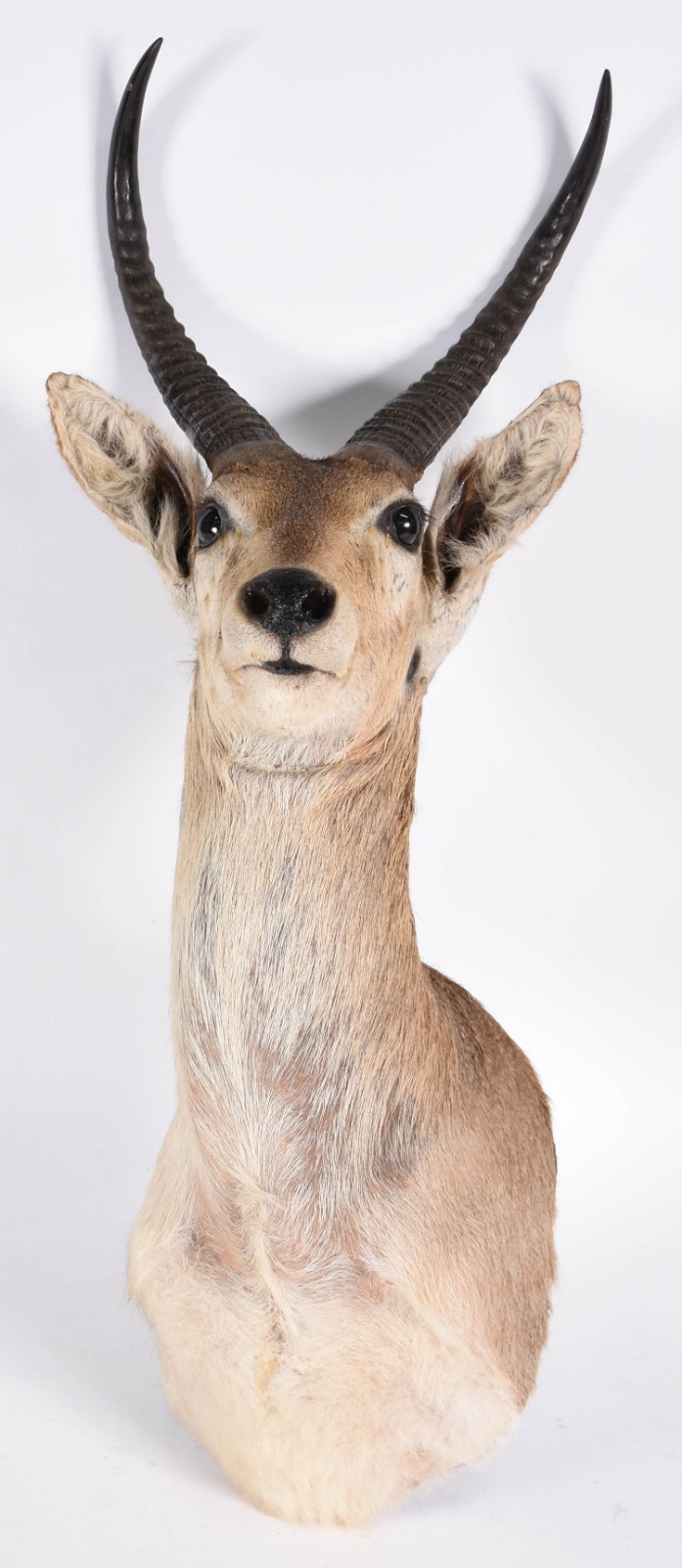 Cabeça de antílope ReedBuck. - foto 1 de 4
