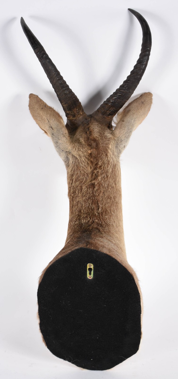Cabeça de antílope ReedBuck. - foto 4 de 4