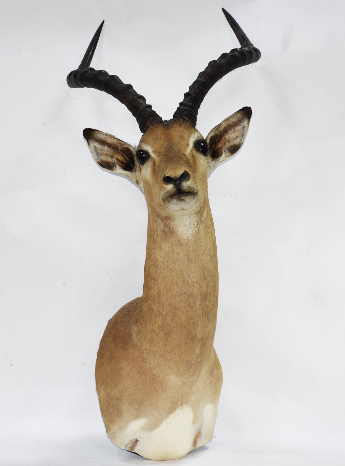 Cabeça de antílope Impala. - foto 1 de 5