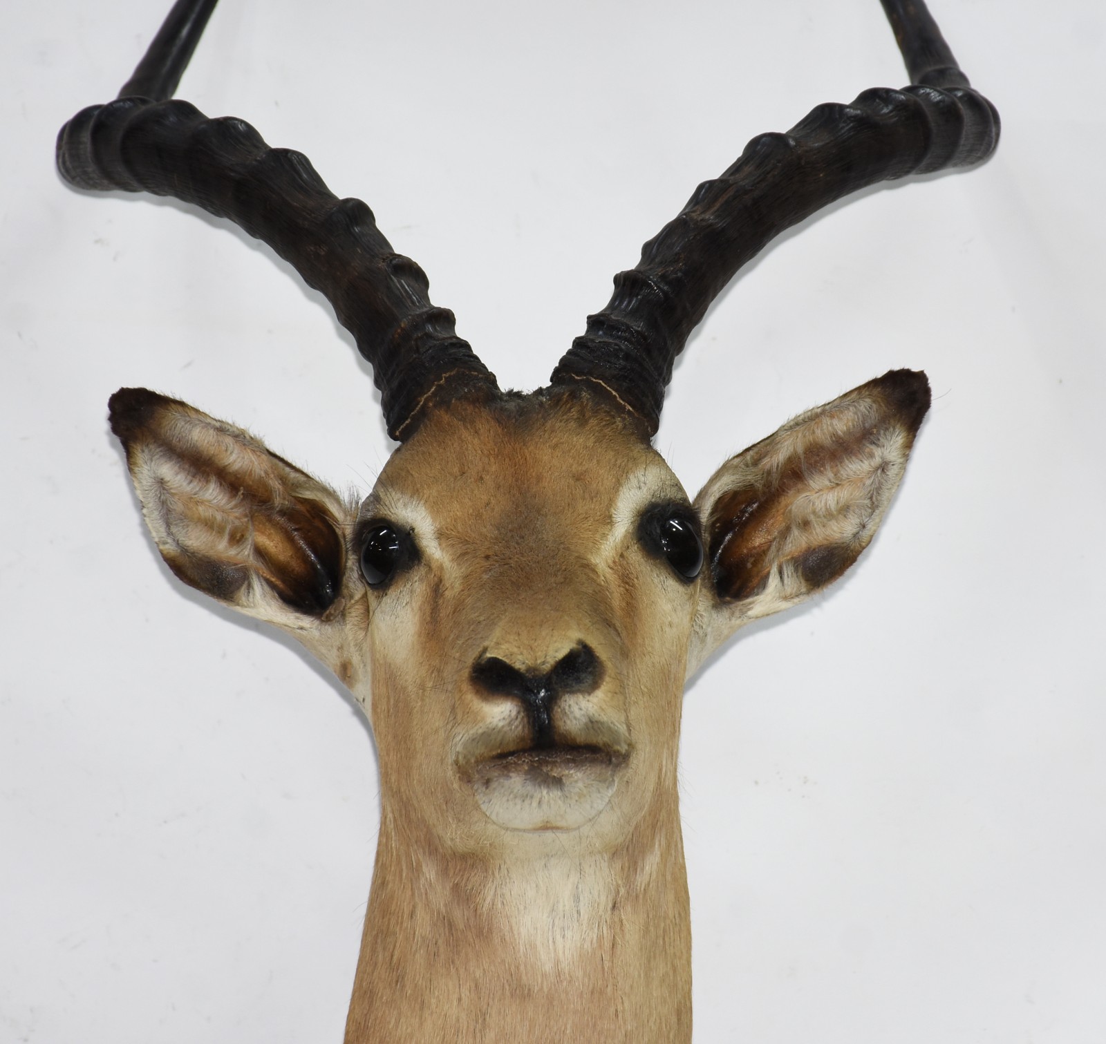 Cabeça de antílope Impala. - foto 2 de 5