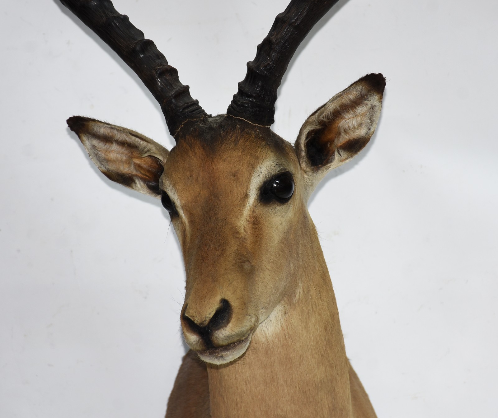 Cabeça de antílope Impala. - foto 3 de 5