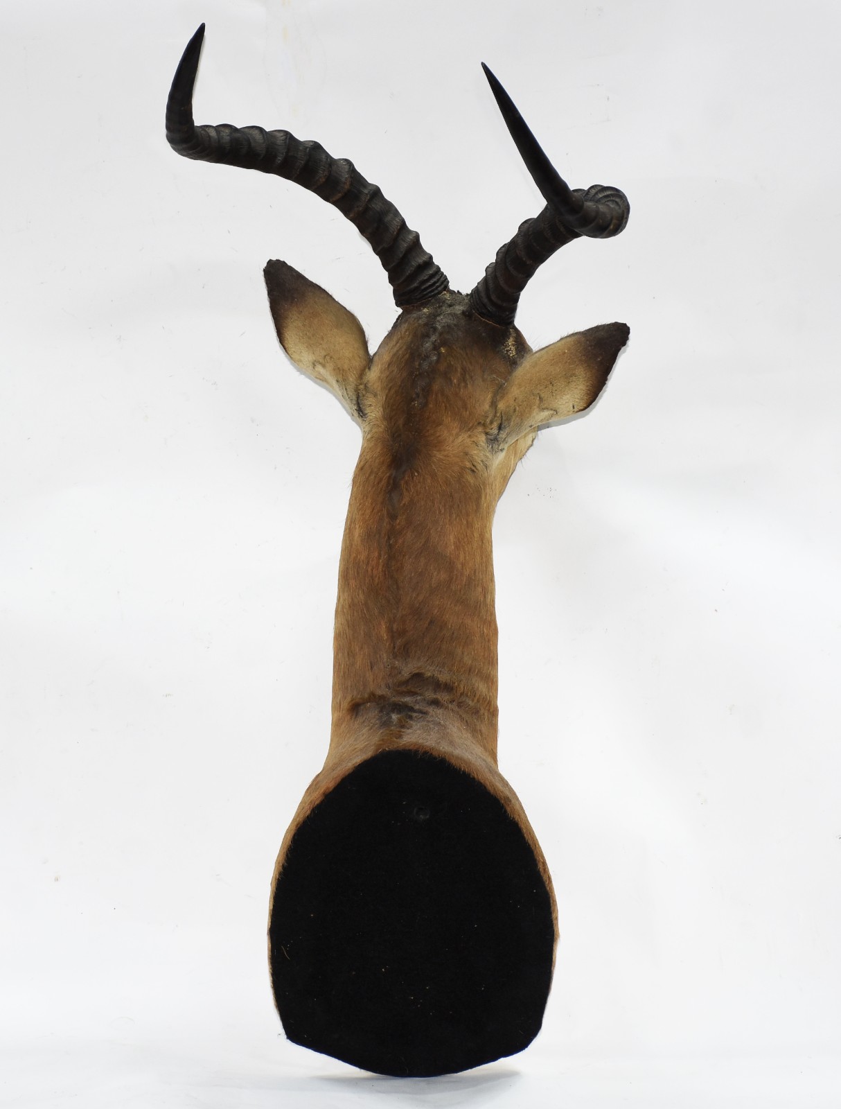 Cabeça de antílope Impala. - foto 4 de 5
