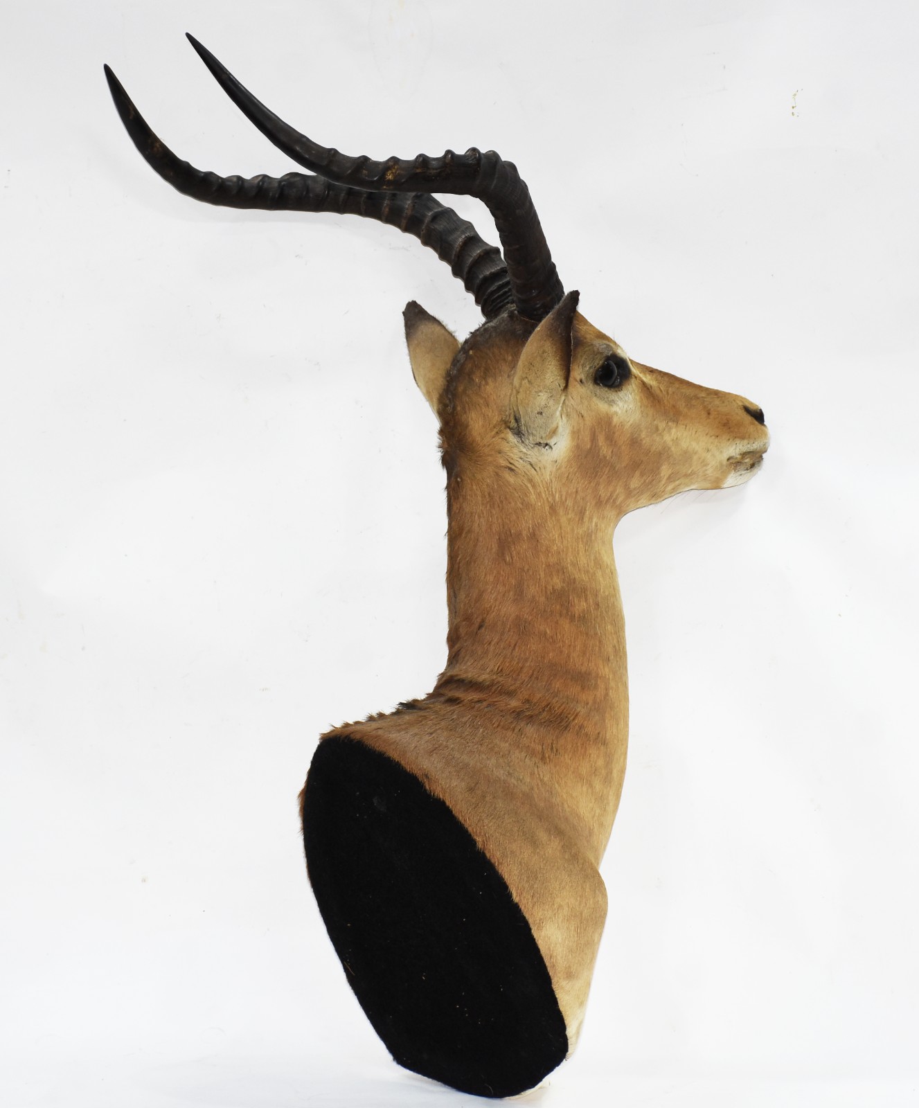 Cabeça de antílope Impala. - foto 5 de 5