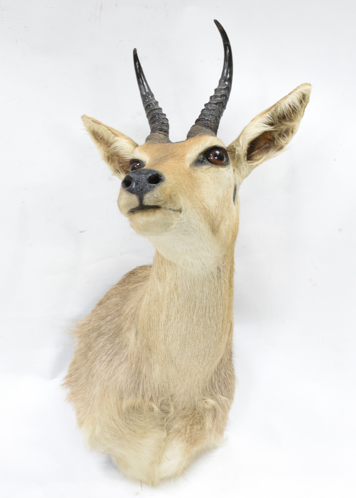 Cabeça antílope Reedbok da montanha. - foto 1 de 3