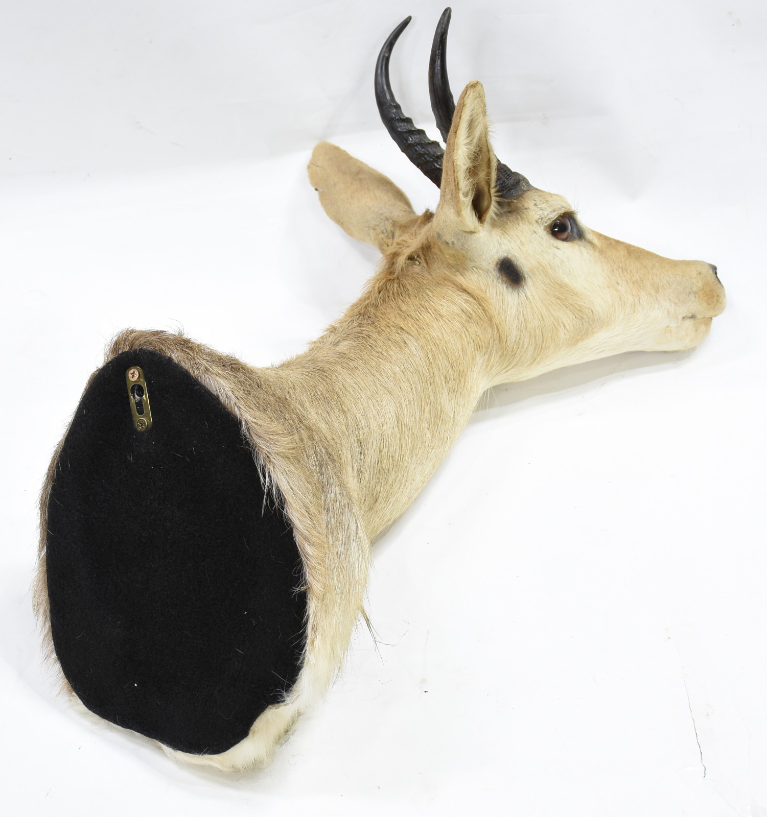 Cabeça antílope Reedbok da montanha. - foto 3 de 3