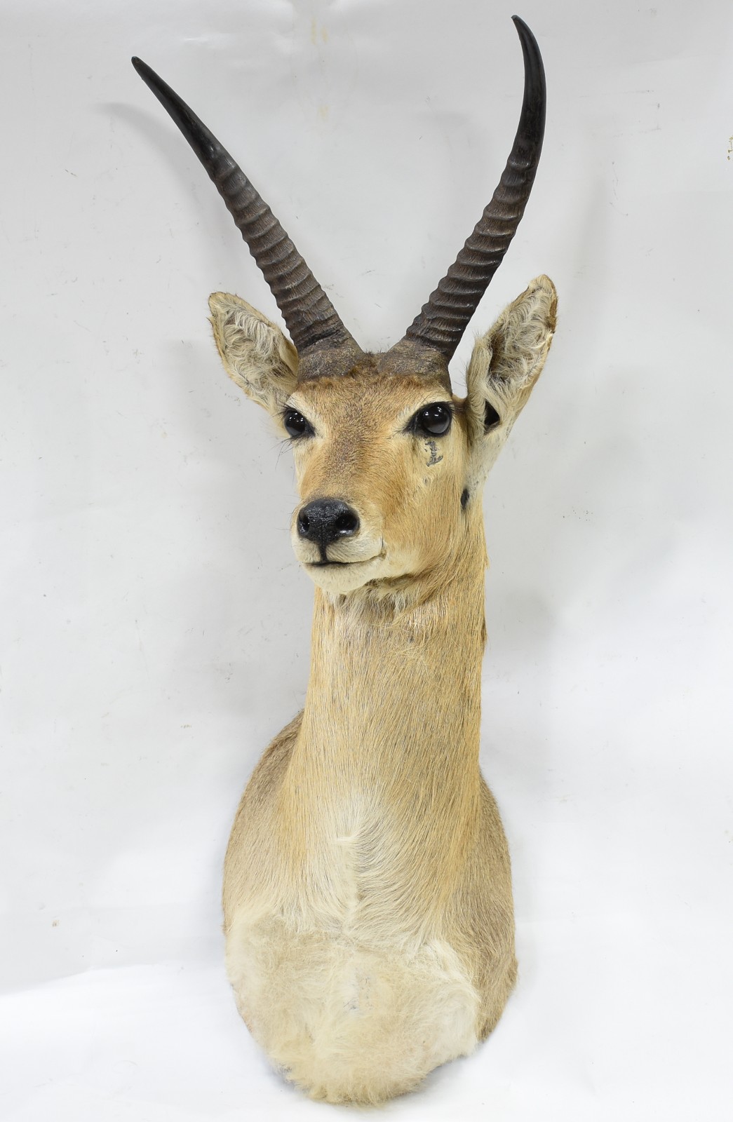 Cabeça de antílope Reedbok. - foto 1 de 3