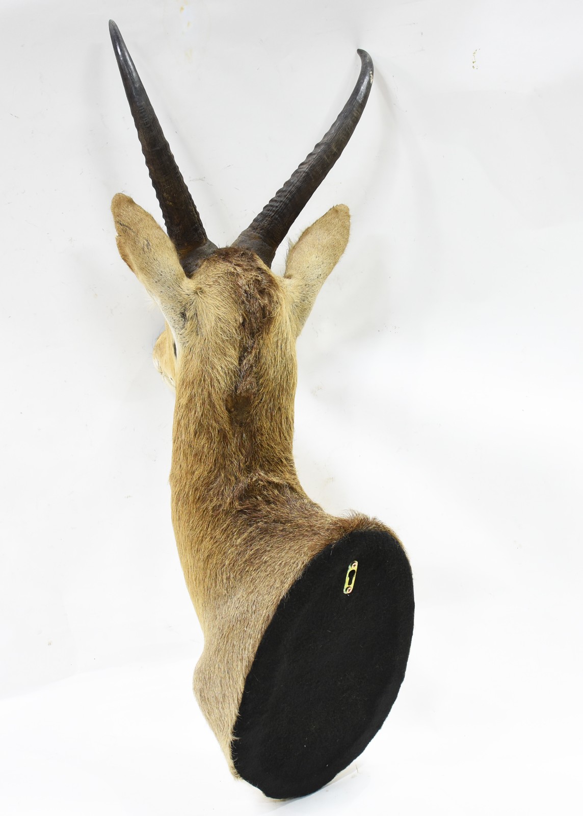 Cabeça de antílope Reedbok. - foto 3 de 3