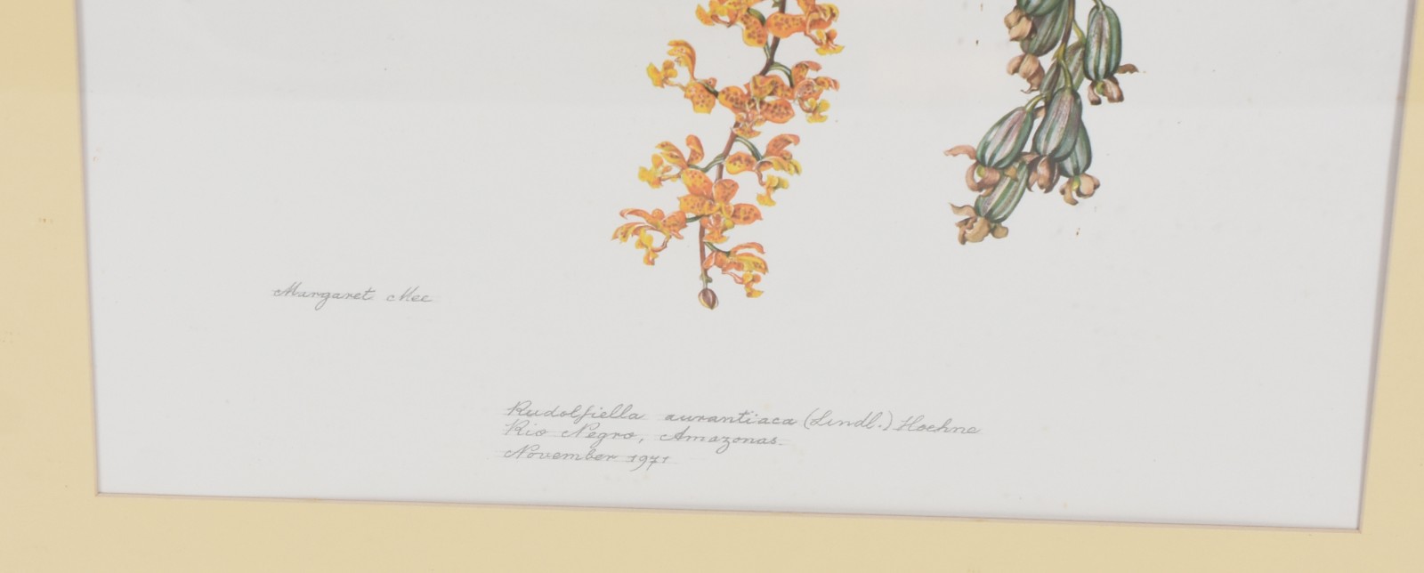 Par de gravuras representando plantas da Amazonia. Década de 70. - foto 2 de 4