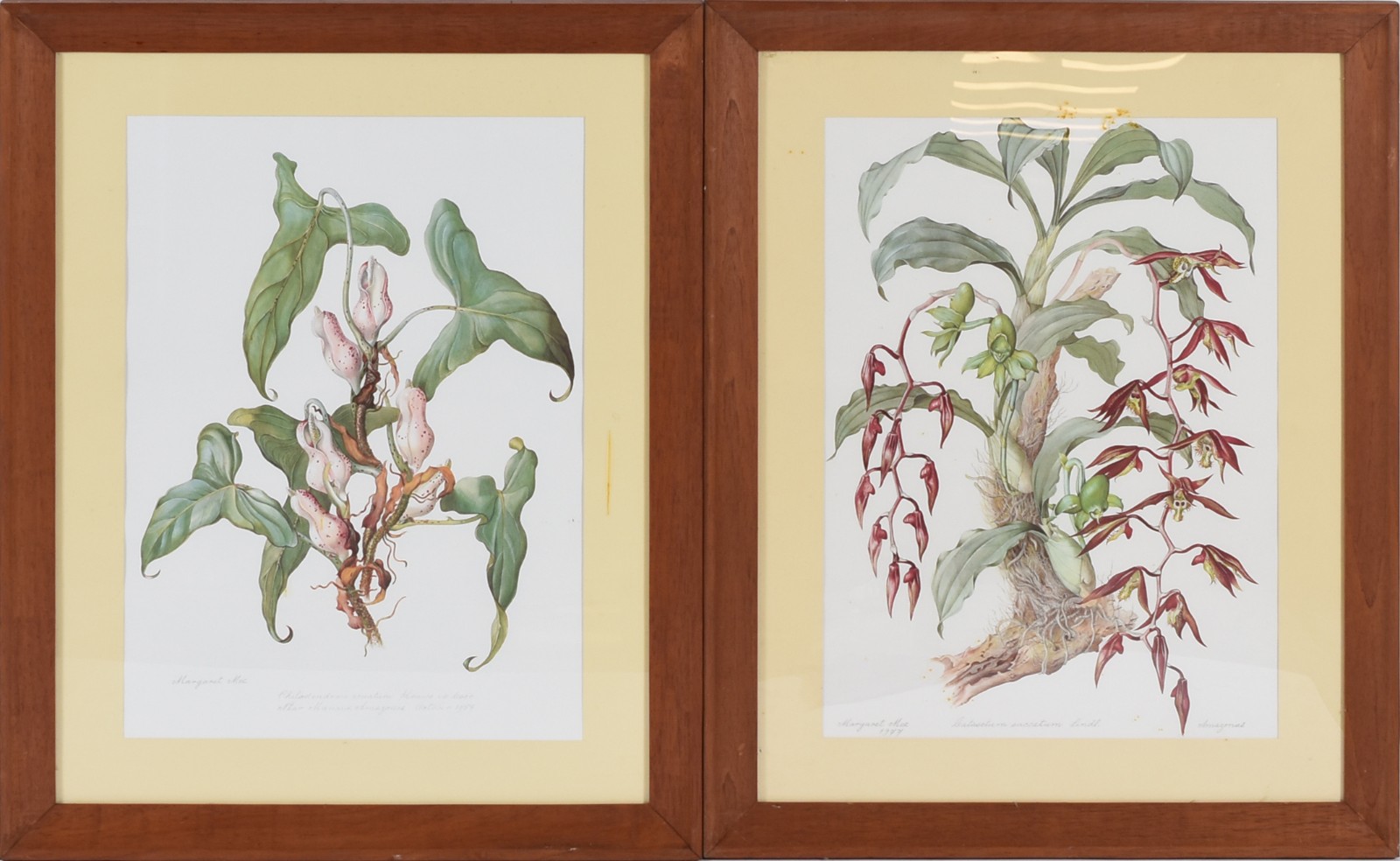Par de gravuras representando plantas da Amazonia, década de 70. Uma... - foto 1 de 4
