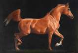 THIERS FILHAGOSA, Cavalo - Óleo sobre tela.