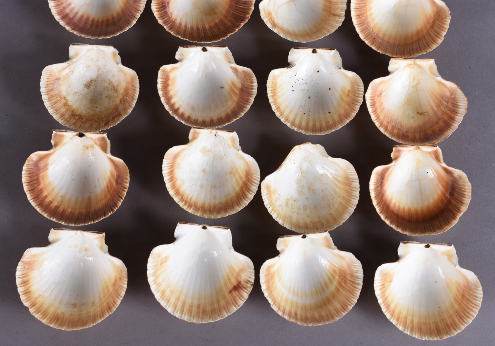 Conjunto de 39 conchas para coquille/casquinha de siri. - foto 2 de 5