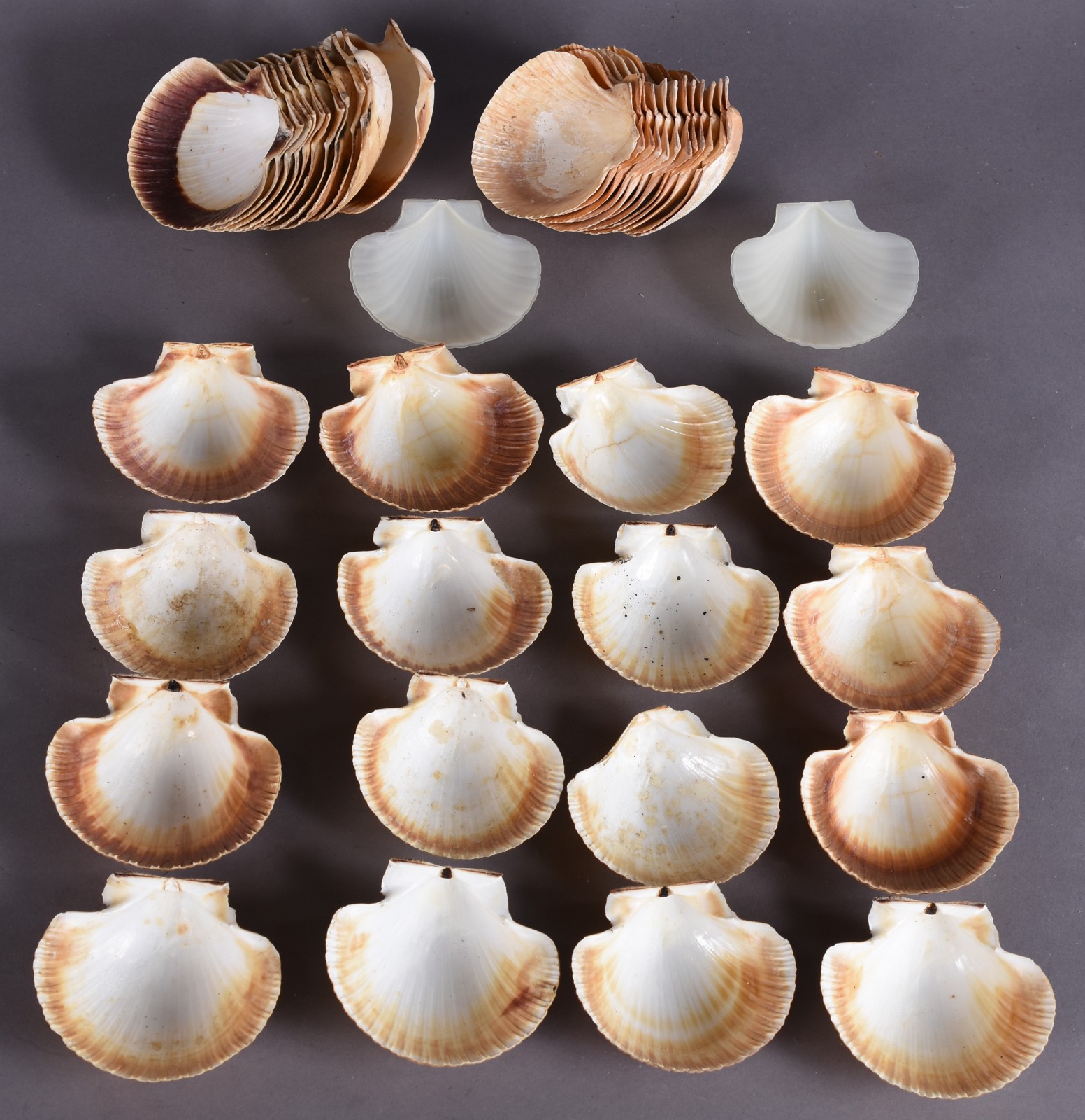 Conjunto de 39 conchas para coquille/casquinha de siri. - foto 1 de 5