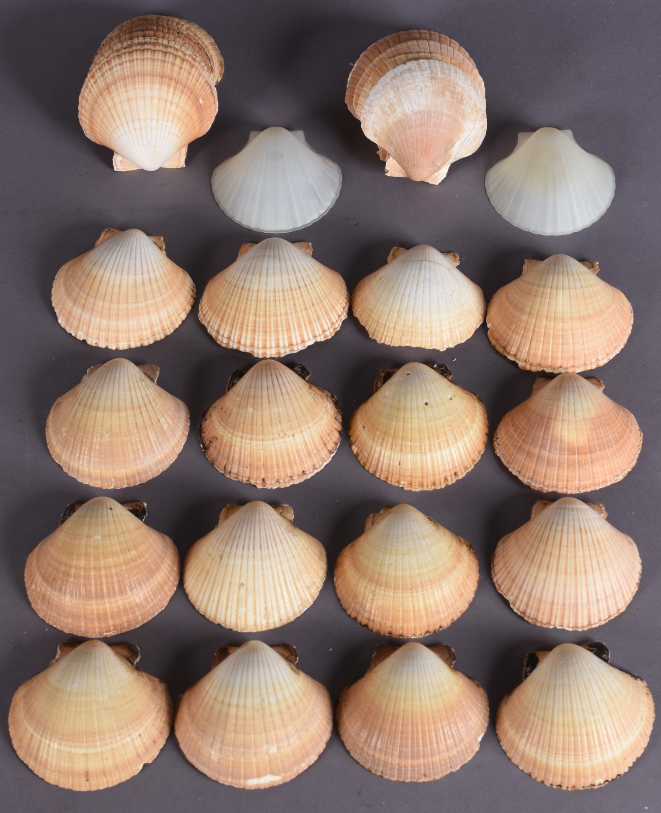 Conjunto de 39 conchas para coquille/casquinha de siri. - foto 3 de 5