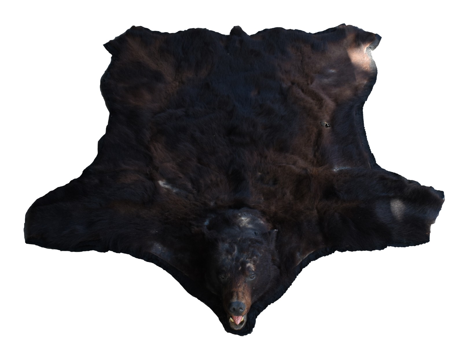 Tapete em taxidermia de urso marrom canadense (pequenos defeitos e... - foto 1 de 7