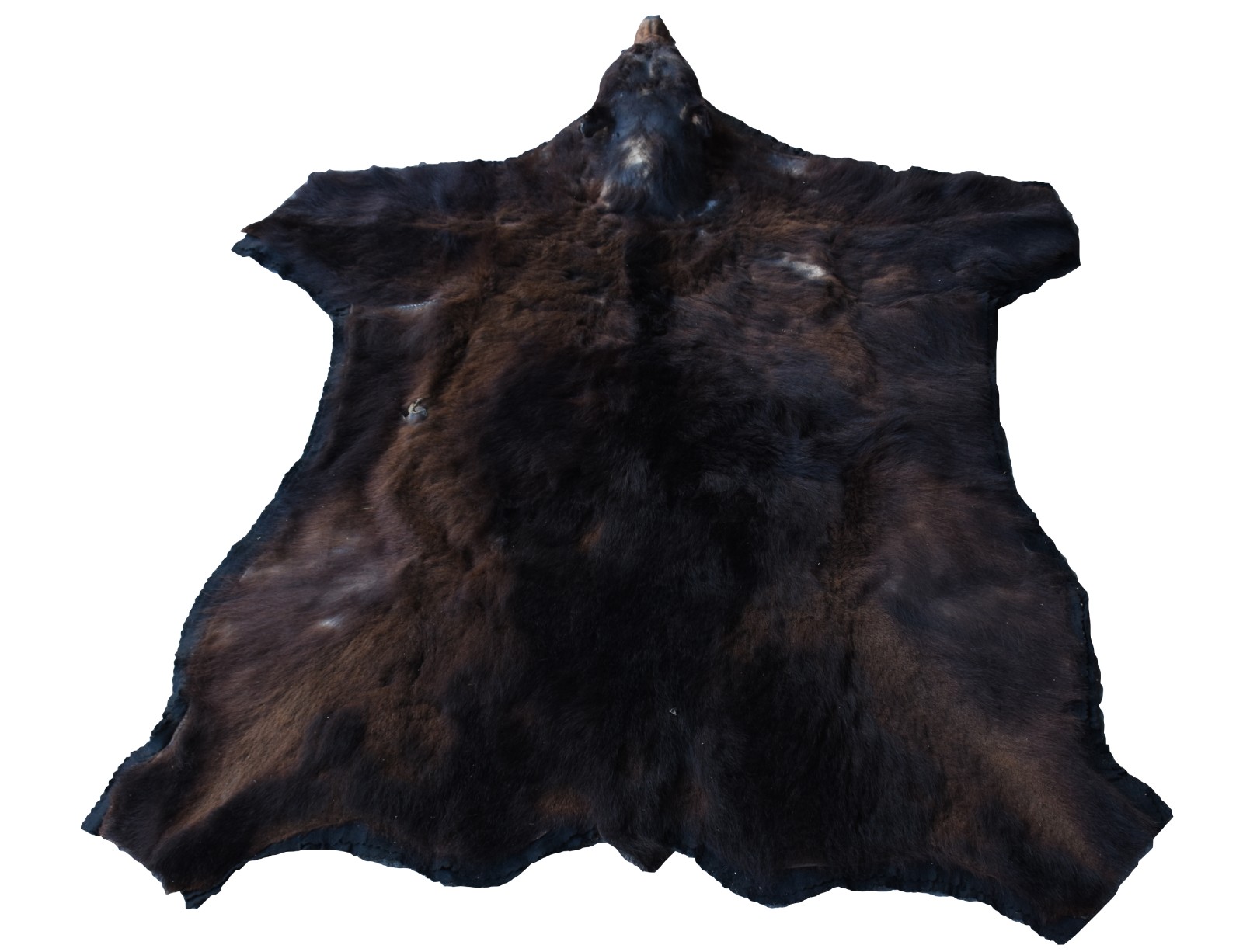 Tapete em taxidermia de urso marrom canadense (pequenos defeitos e... - foto 2 de 7