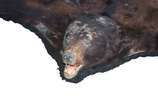 Tapete em taxidermia de urso marrom canadense (... - Tapete em taxidermia de urso marrom canadense (pequenos defeitos e pelos soltando).