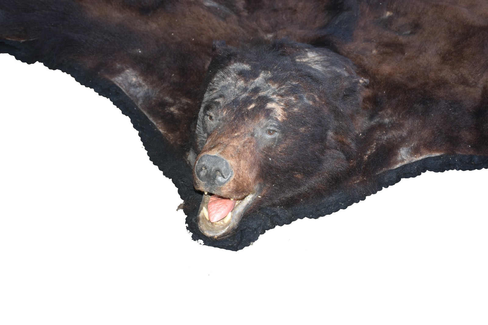 Tapete em taxidermia de urso marrom canadense (pequenos defeitos e... - foto 3 de 7