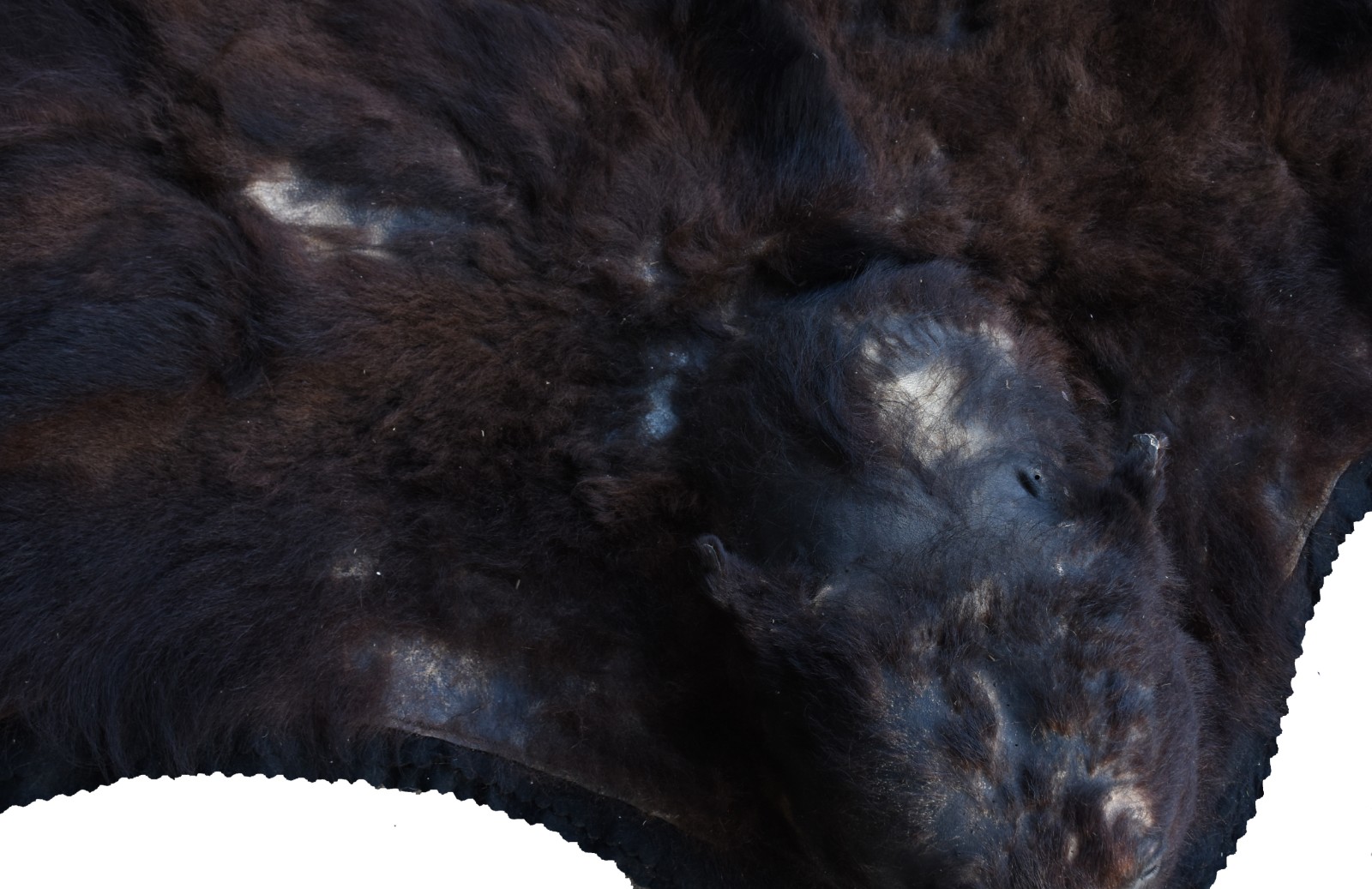 Tapete em taxidermia de urso marrom canadense (pequenos defeitos e... - foto 4 de 7