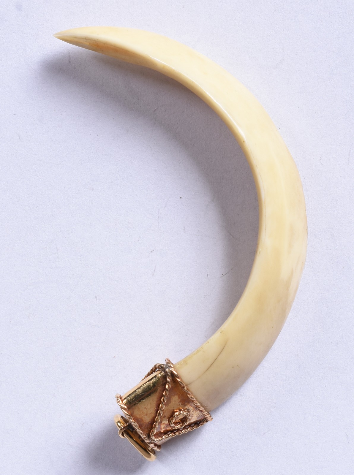 Dente de marfim com detalhe em ouro. - foto 2 de 3