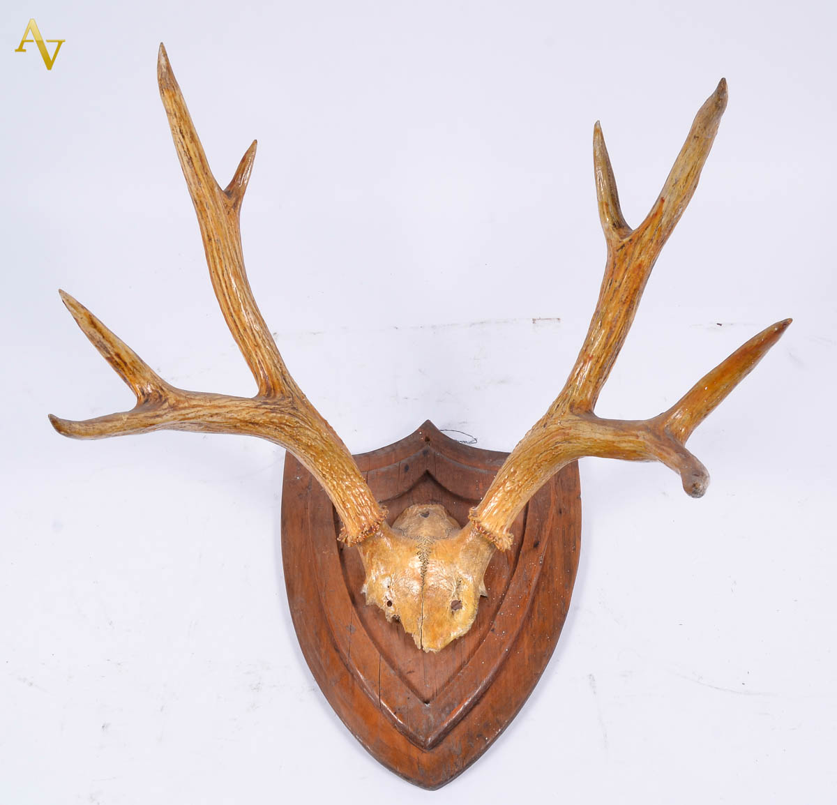 Antiga galhada de cerdo verdadeiro. Alt. 42 cm.