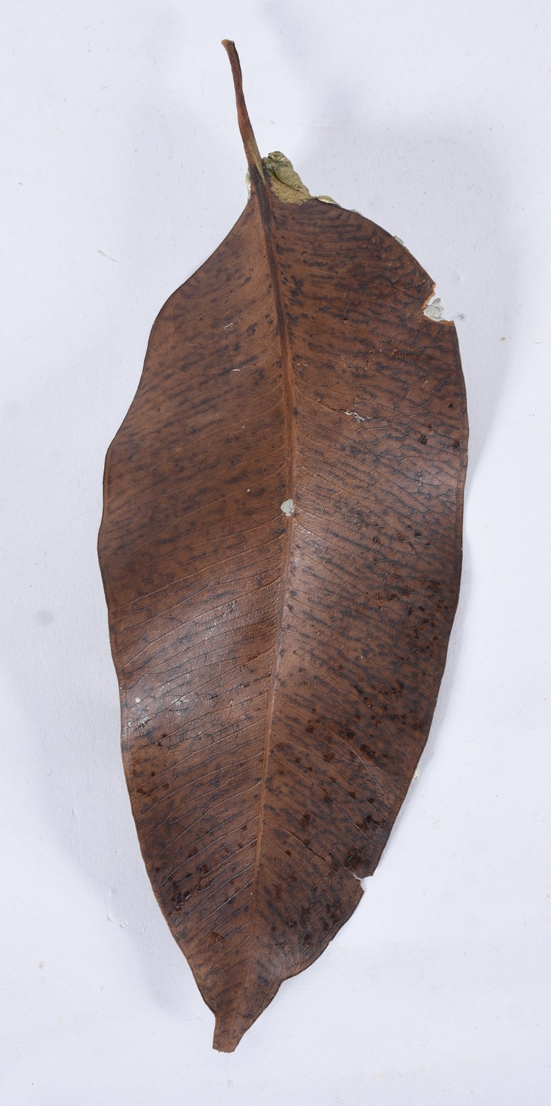 Folha trabalhada com figura feminina, asas de borboleta, concha e... - foto 6 de 7