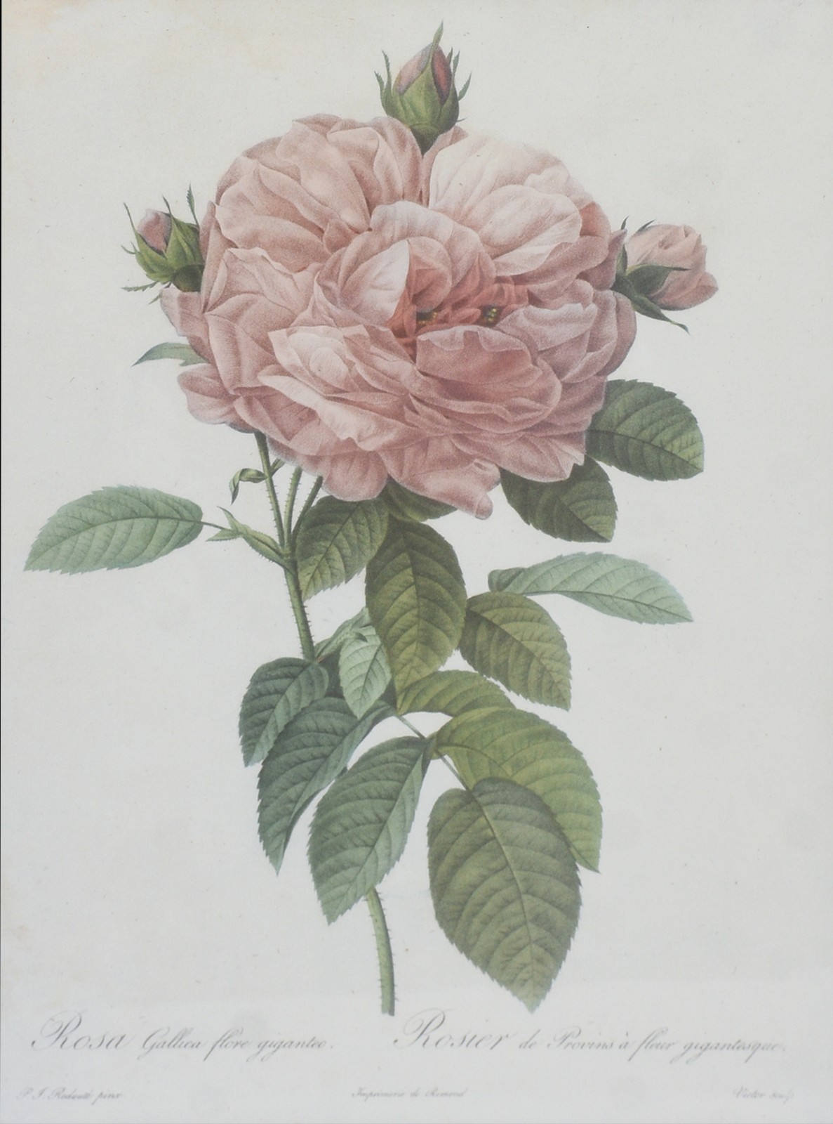 Rosa Gallica flore giganteo - foto 1 de 8