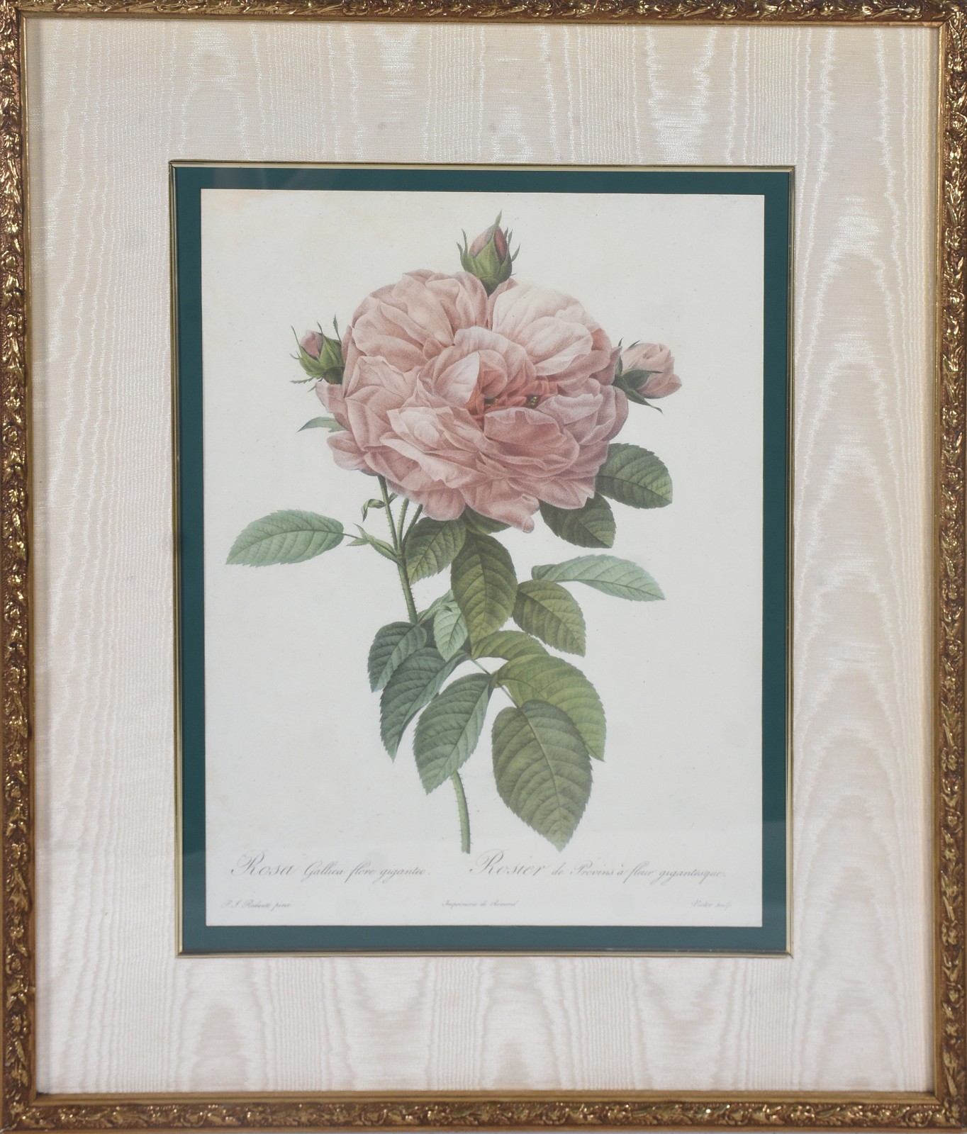 Rosa Gallica flore giganteo - foto 2 de 8