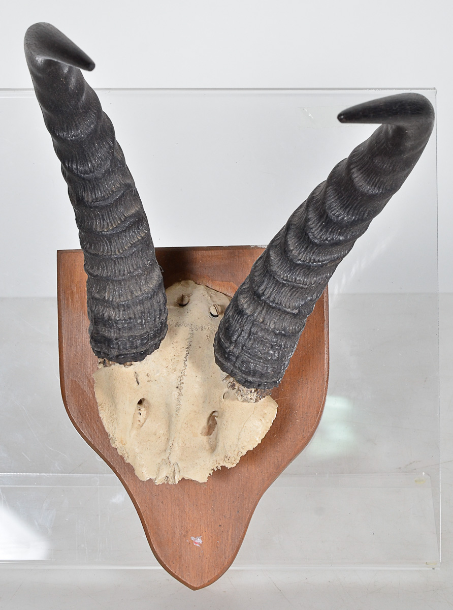 Chifre animal com base de madeira, alt.total 30 cm.