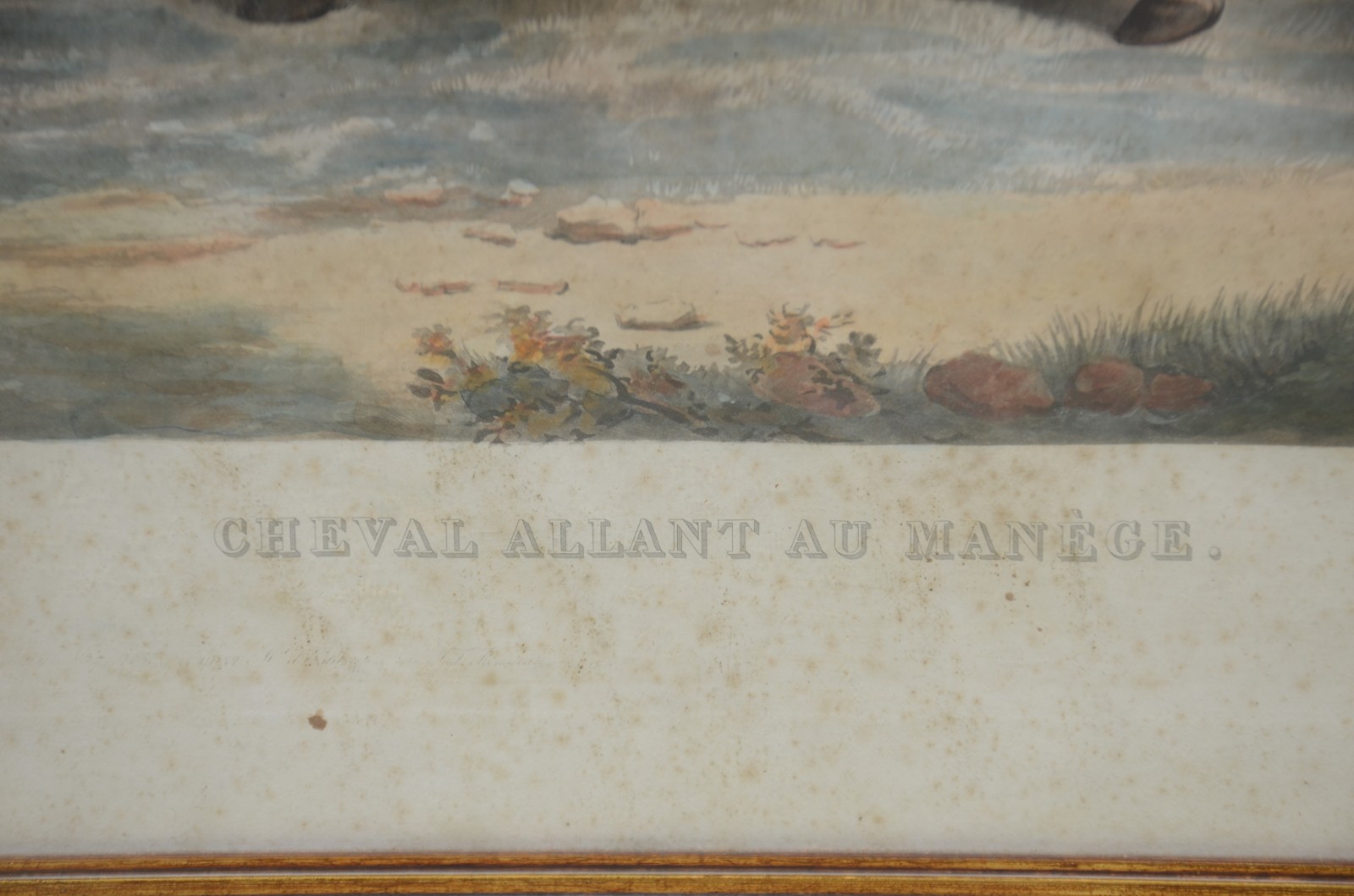 Cheval allant au manége - foto 3 de 9